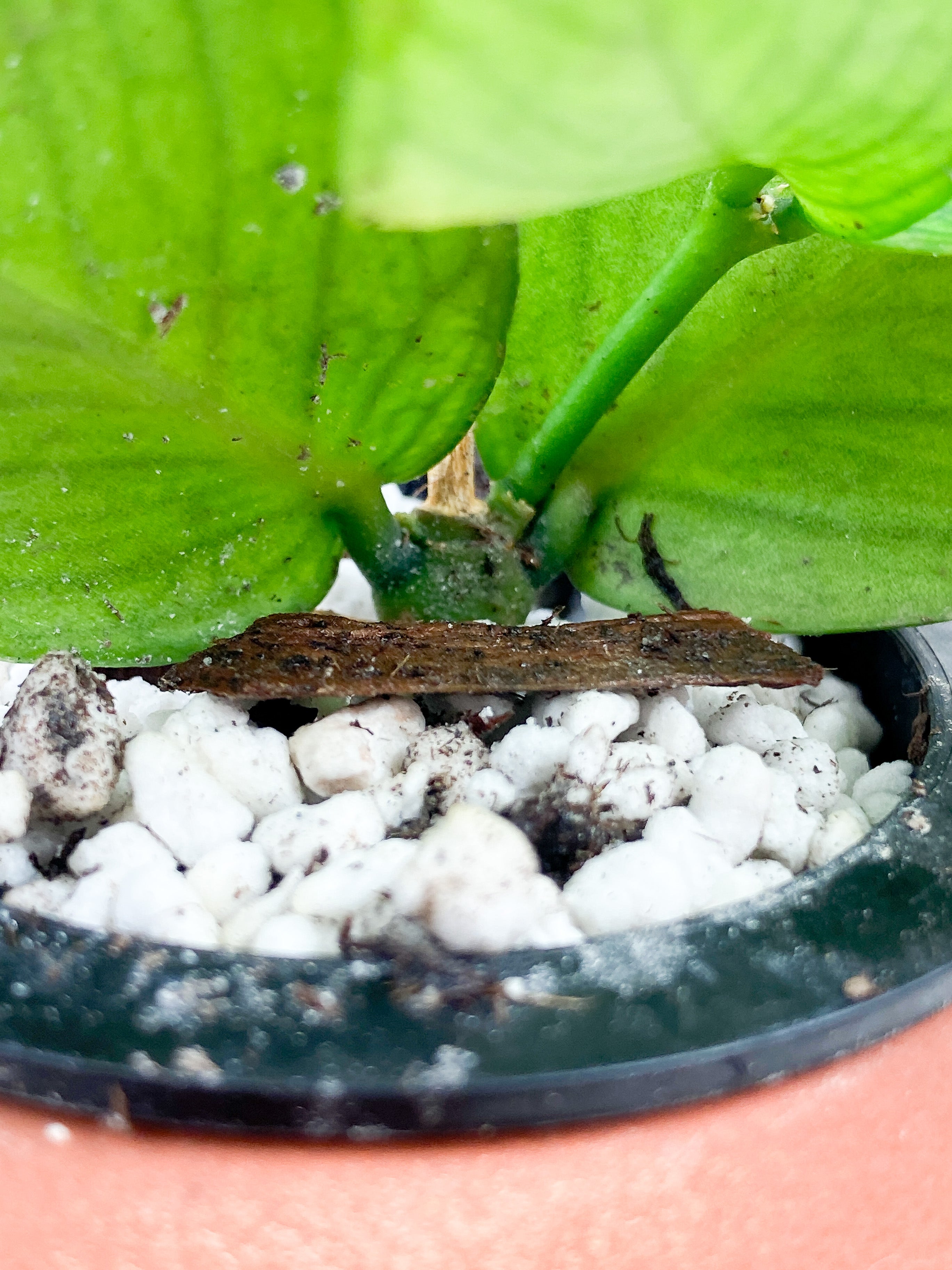 Hoya Polyneura Rooted 4 leaves