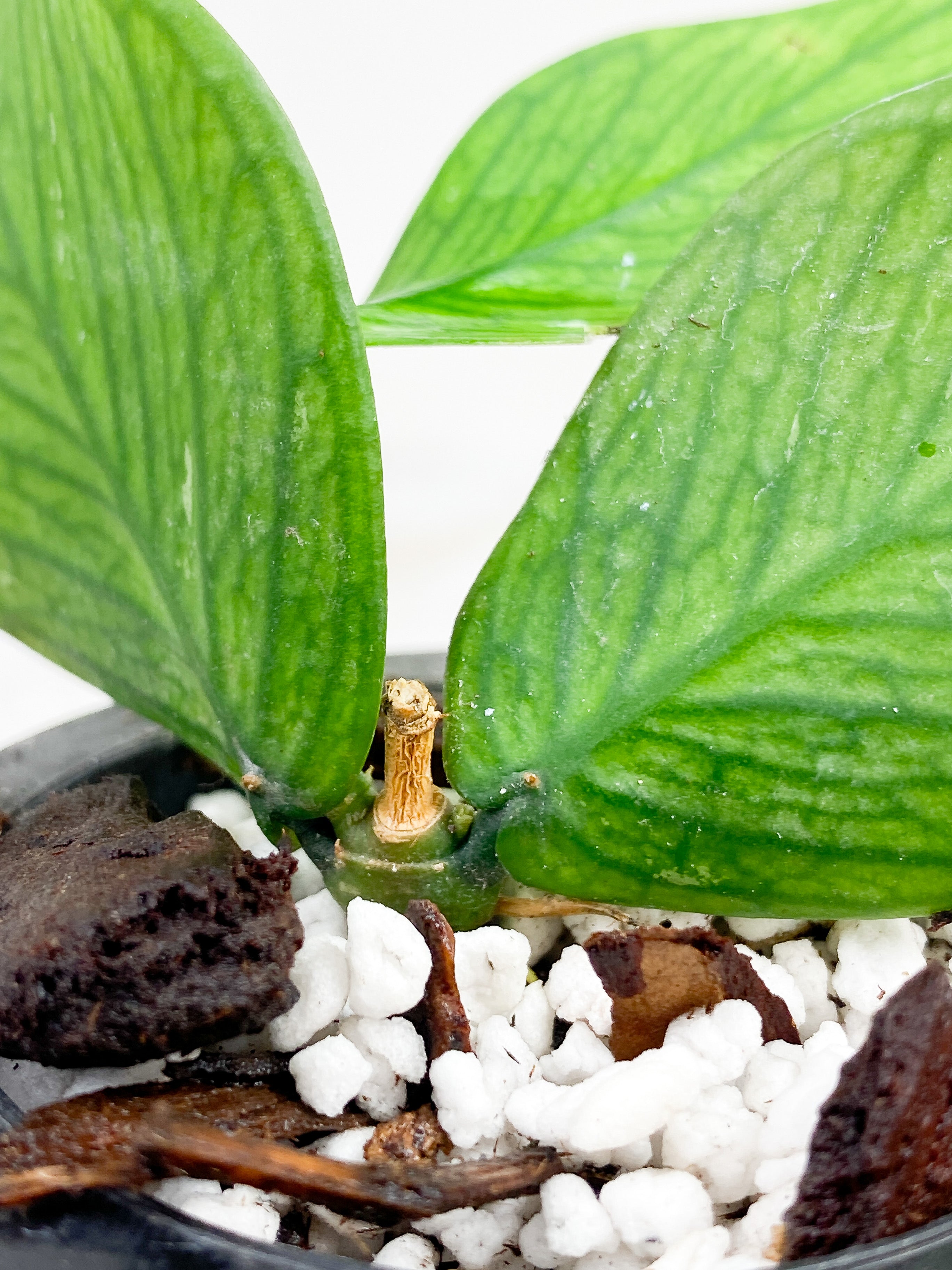 Hoya Polyneura Rooted 4 leaves