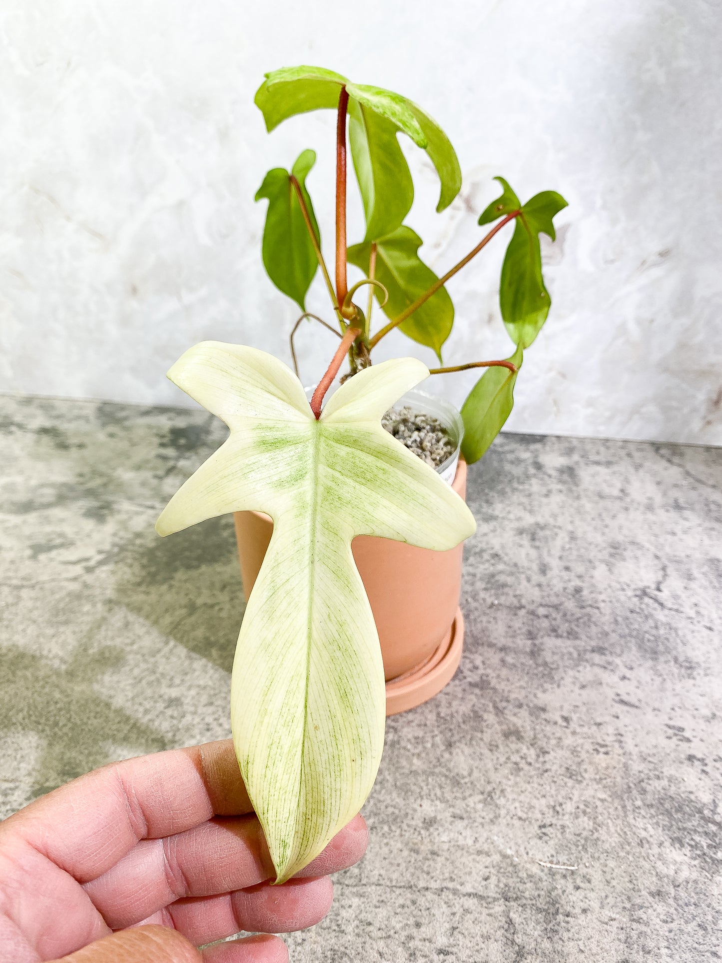 Philodendron Florida Ghost Mint Rooted 6 leaves