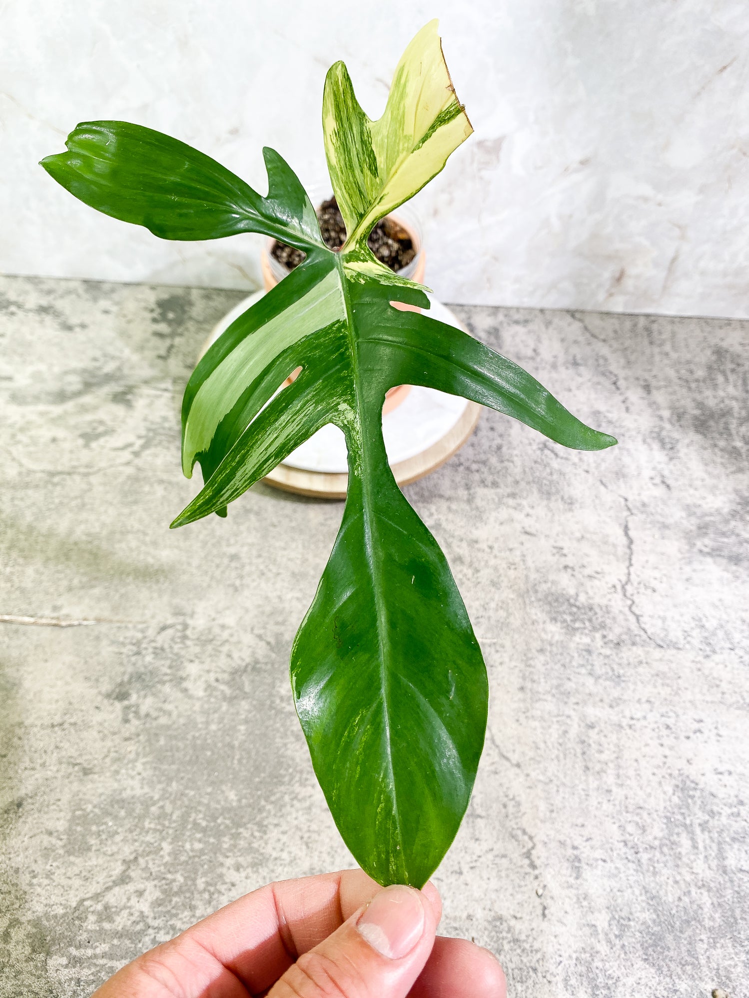 Philodendron Florida Beauty high variegation 1 leaf Rooted