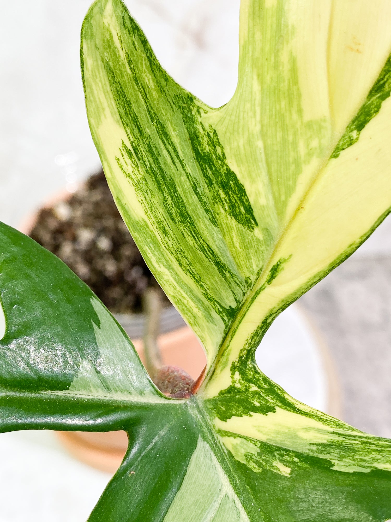 Philodendron Florida Beauty high variegation 1 leaf Rooted