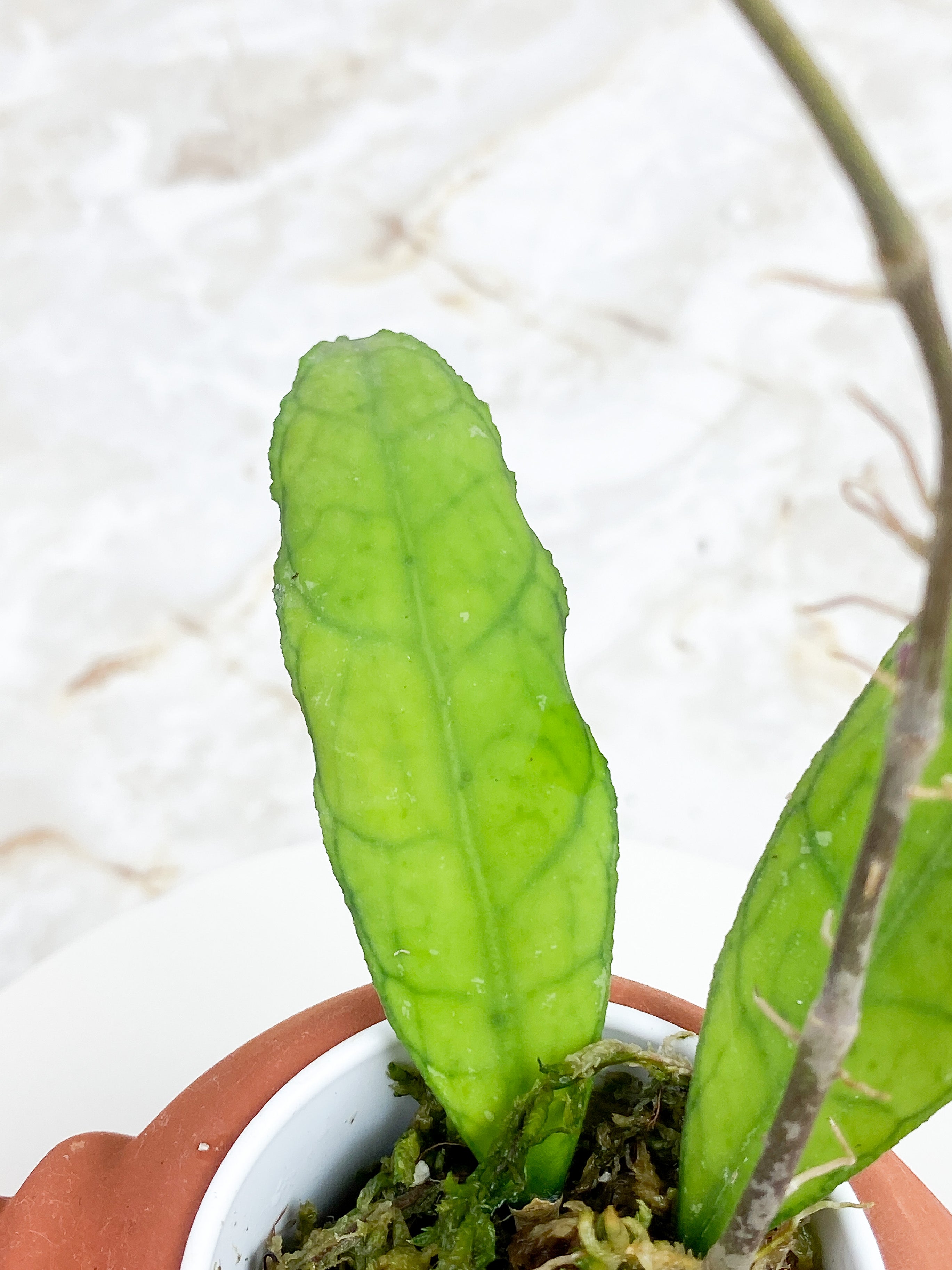 Hoya Finlaysonii long leaf rooted 2 leaves