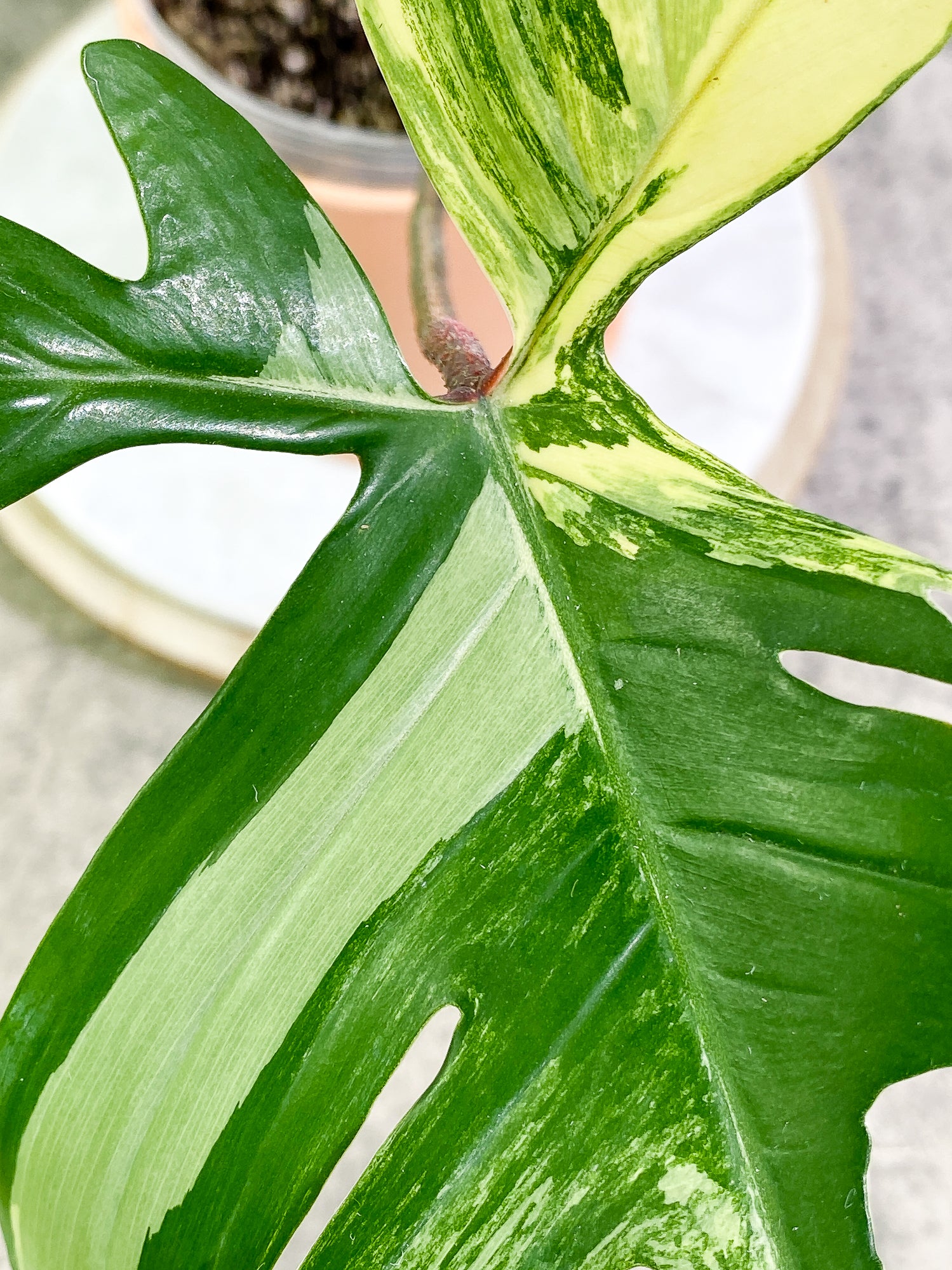 Philodendron Florida Beauty high variegation 1 leaf Rooted