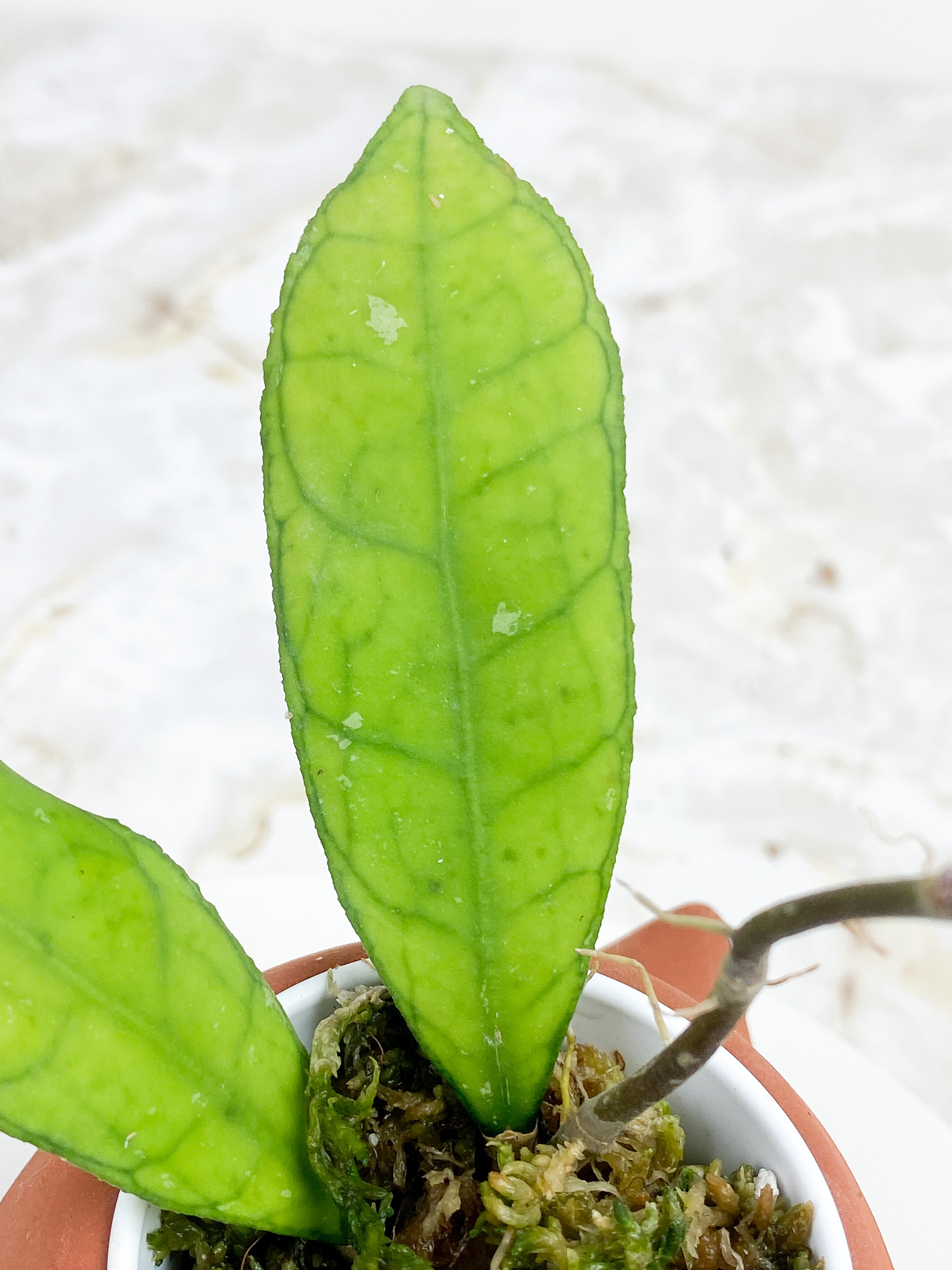 Hoya Finlaysonii long leaf rooted 2 leaves