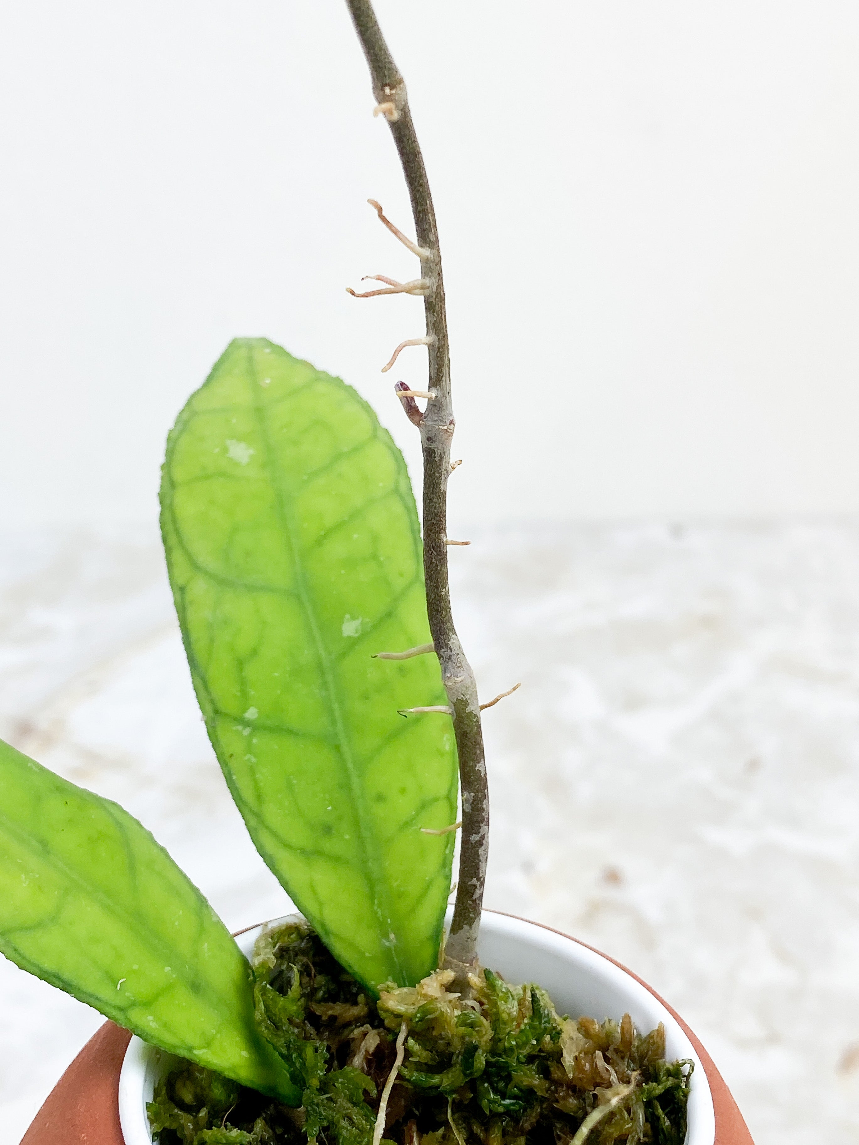 Hoya Finlaysonii long leaf rooted 2 leaves