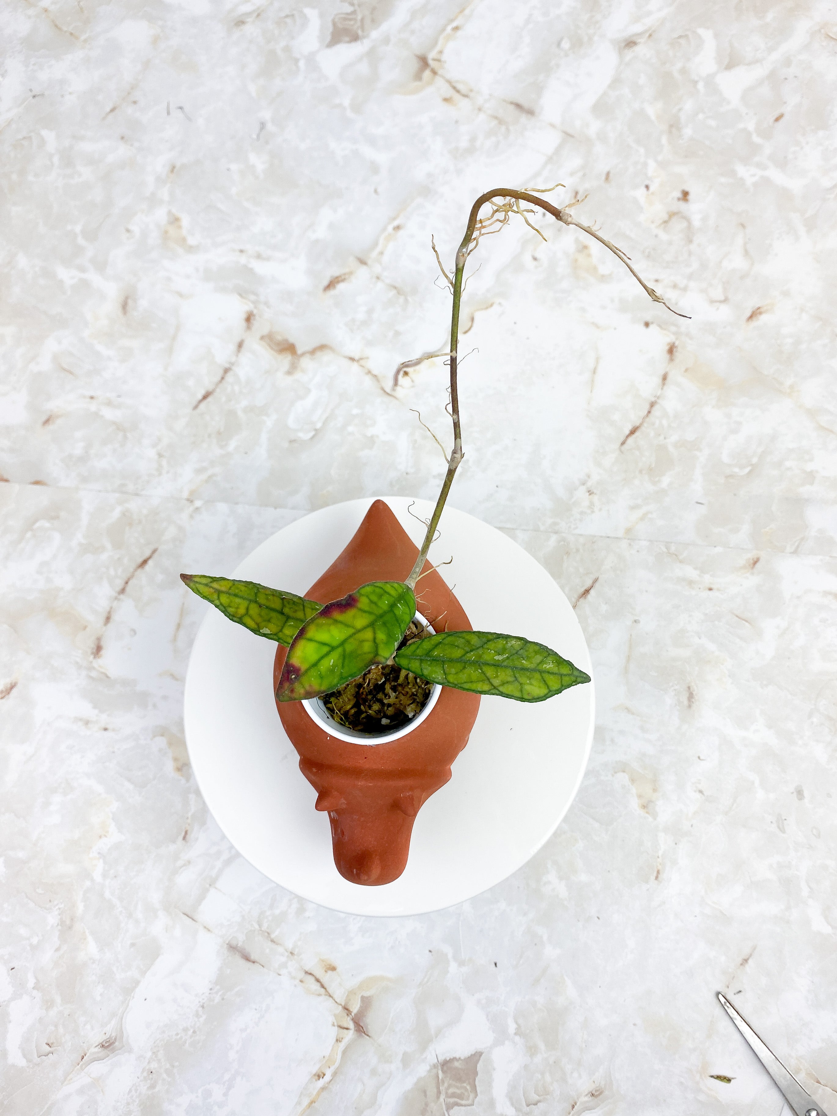 Hoya Finlaysonii sunstressing rooted 3 leaves