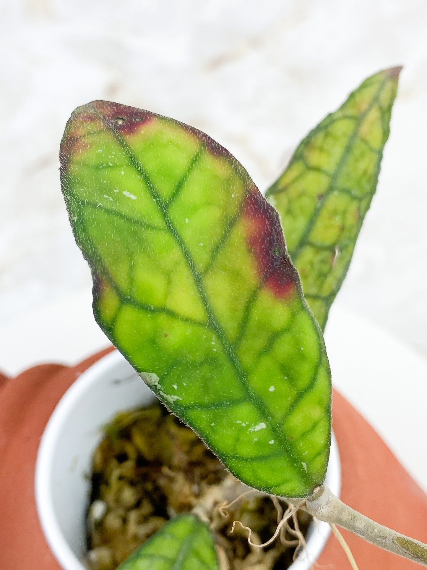 Hoya Finlaysonii sunstressing rooted 3 leaves