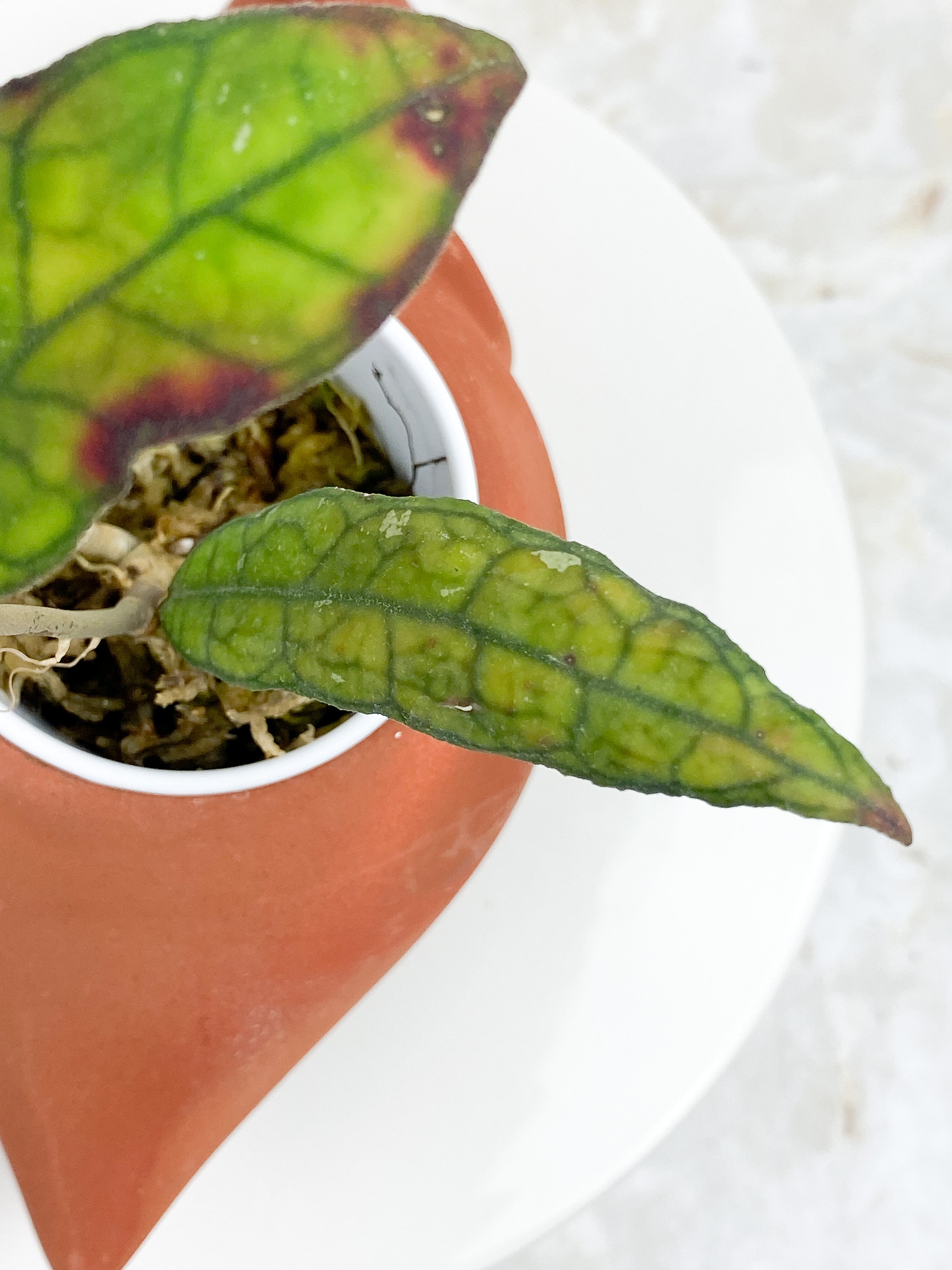 Hoya Finlaysonii sunstressing rooted 3 leaves