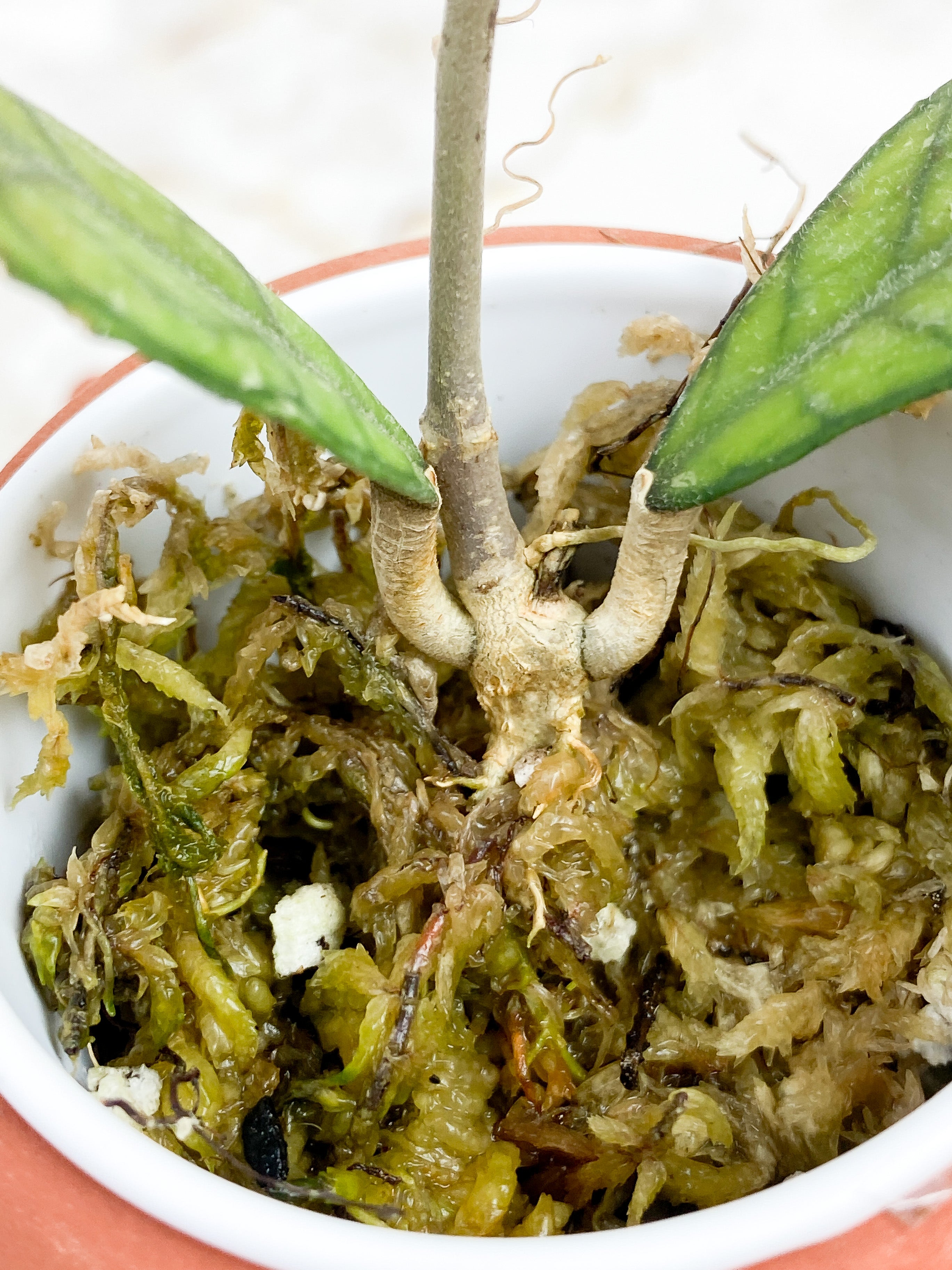 Hoya Finlaysonii sunstressing rooted 3 leaves