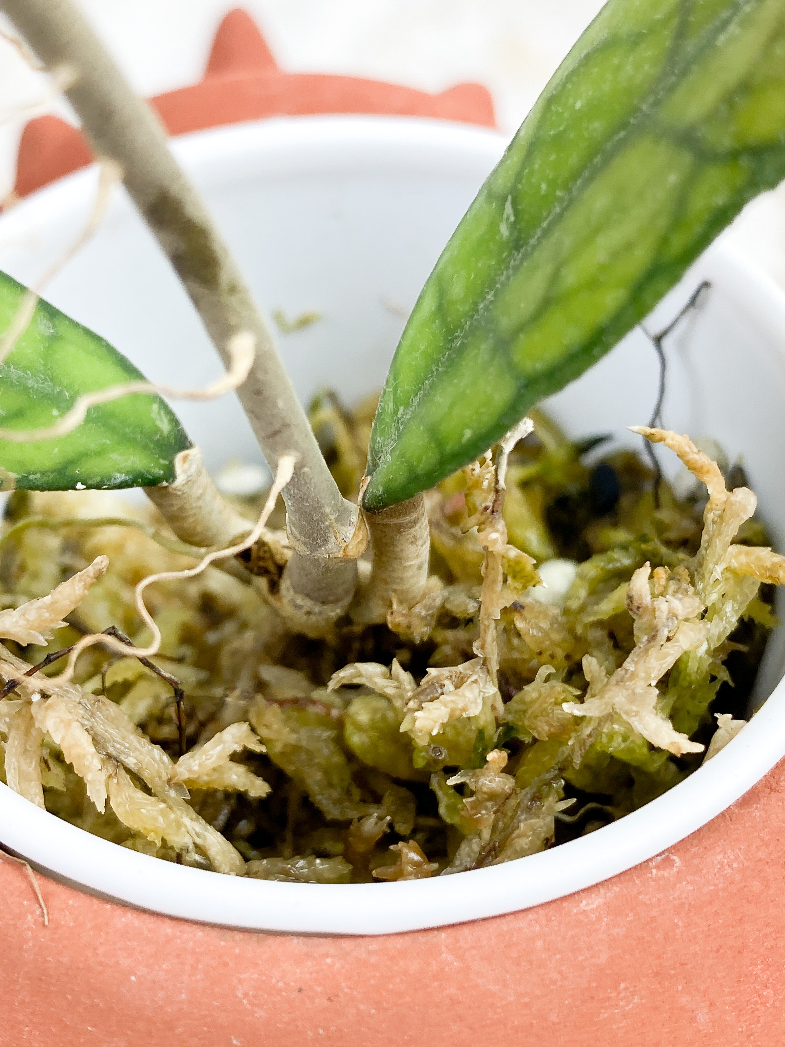 Hoya Finlaysonii sunstressing rooted 3 leaves