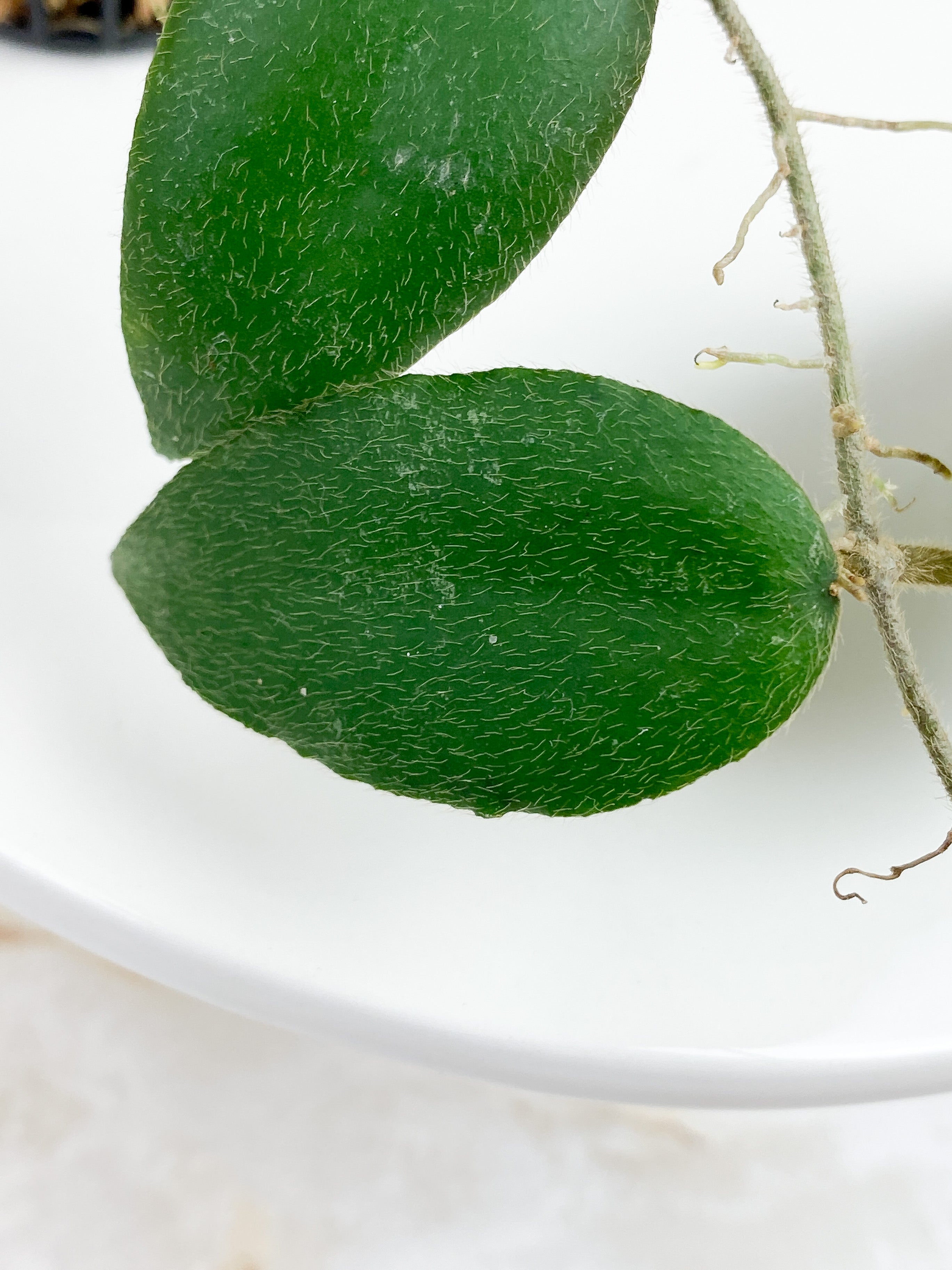 Hoya caudata sumatra rooted 5 leaves