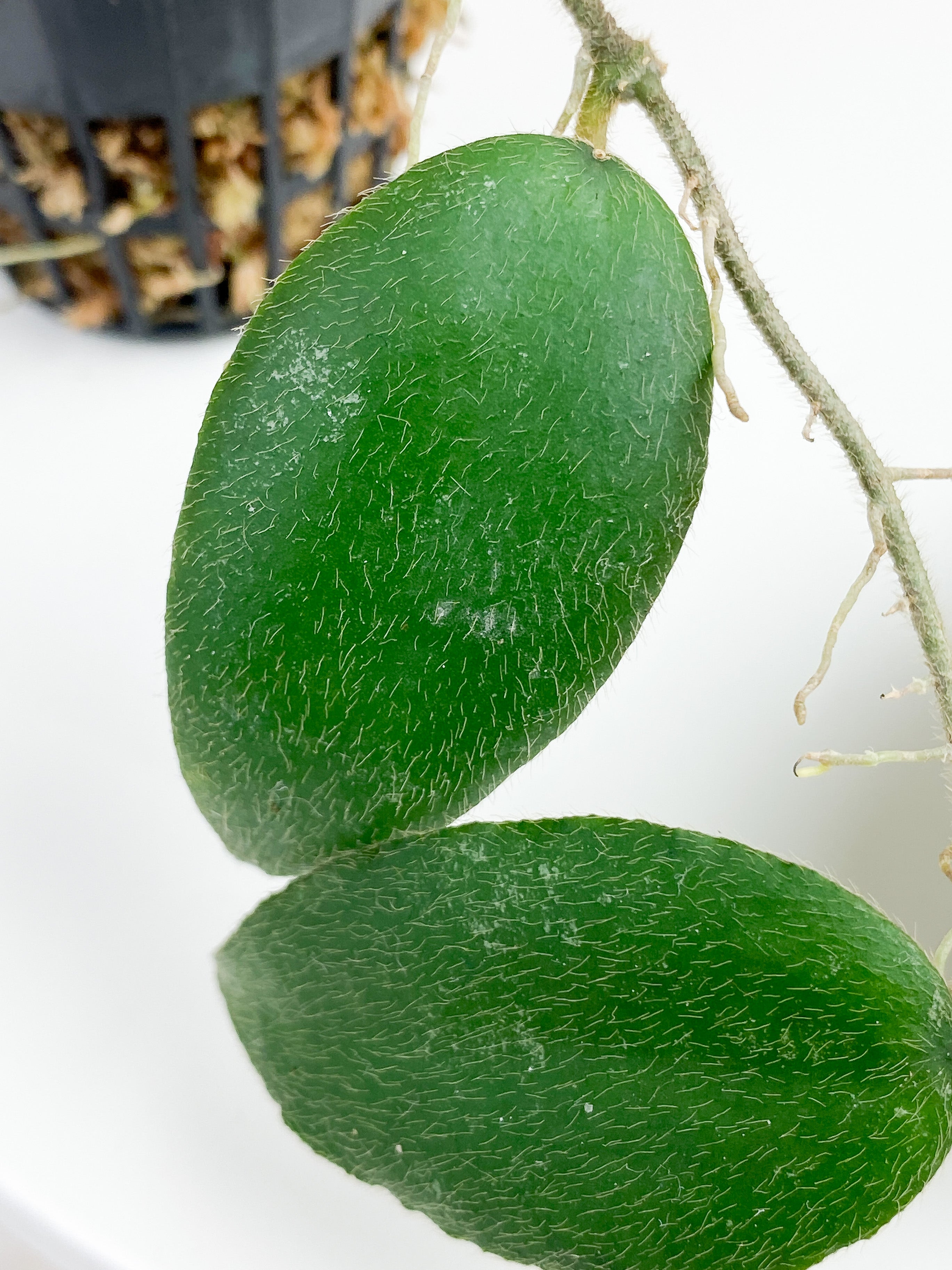 Hoya caudata sumatra rooted 5 leaves