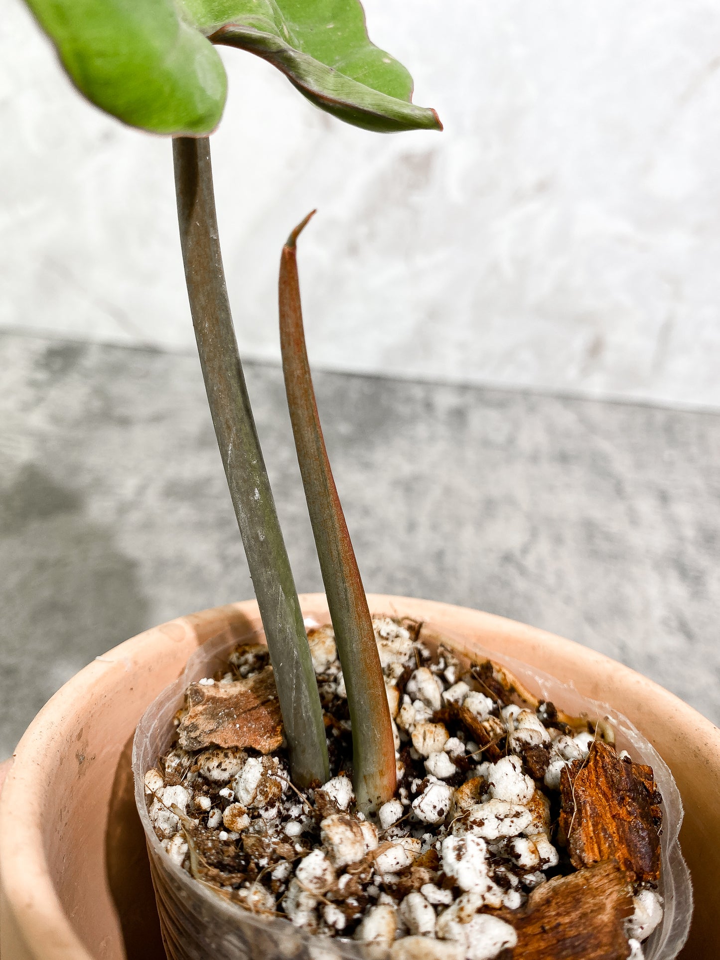 Philodendron SnowDrifts 1 leaf 1 sprout slightly rooted