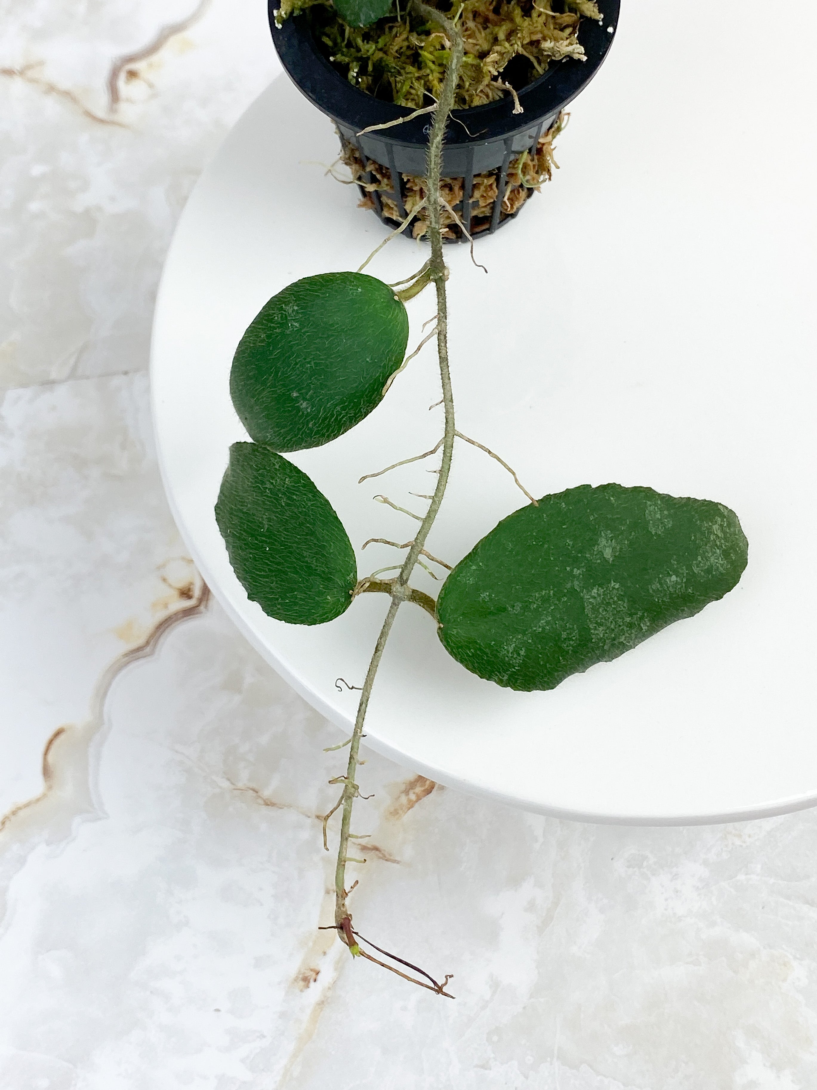 Hoya caudata sumatra rooted 5 leaves