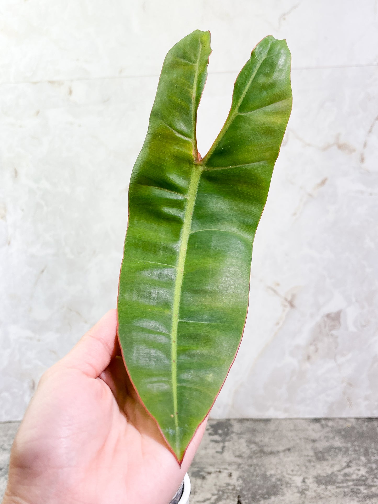 Philodendron Billietiae cutting with 1 leaf and 1 sprout slightly rooted top cutting