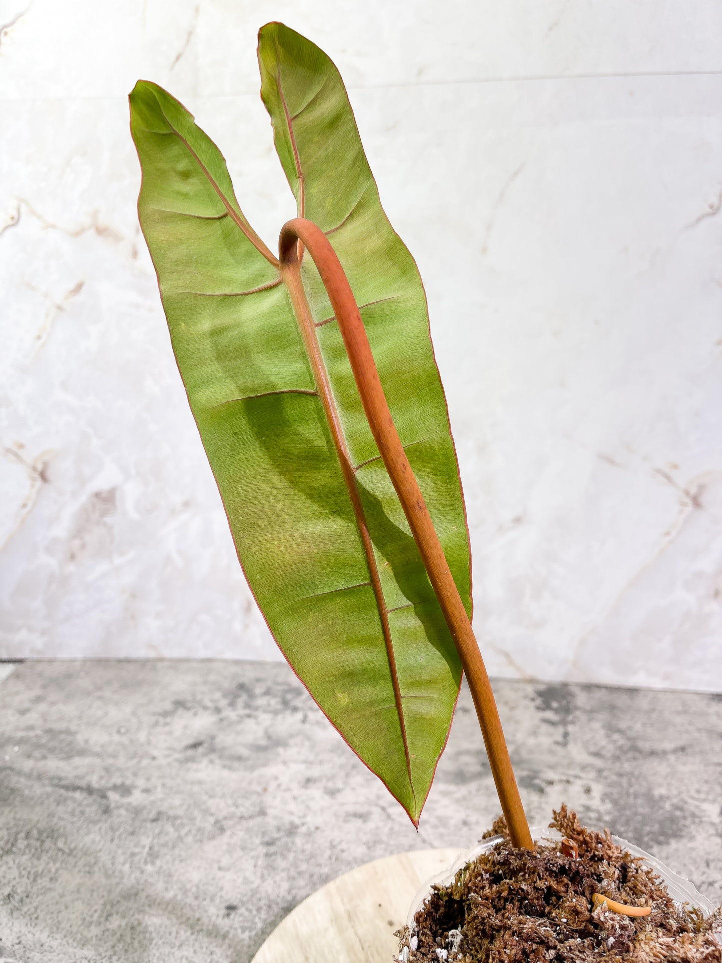 Philodendron Billietiae cutting with 1 leaf and 1 sprout slightly rooted top cutting