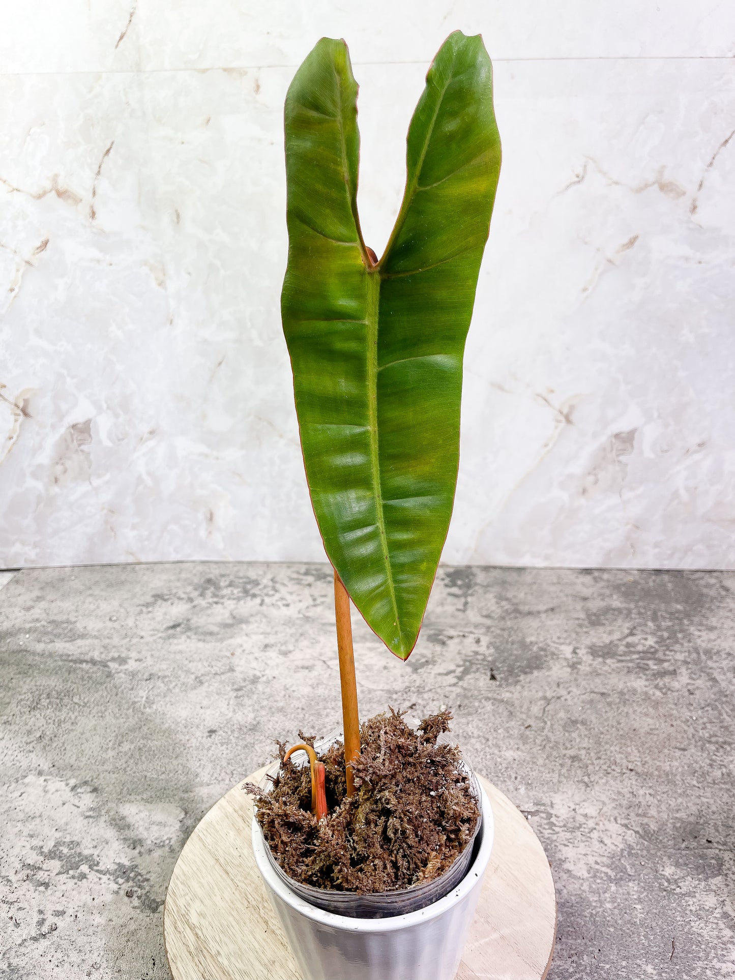 Philodendron Billietiae cutting with 1 leaf and 1 sprout slightly rooted top cutting