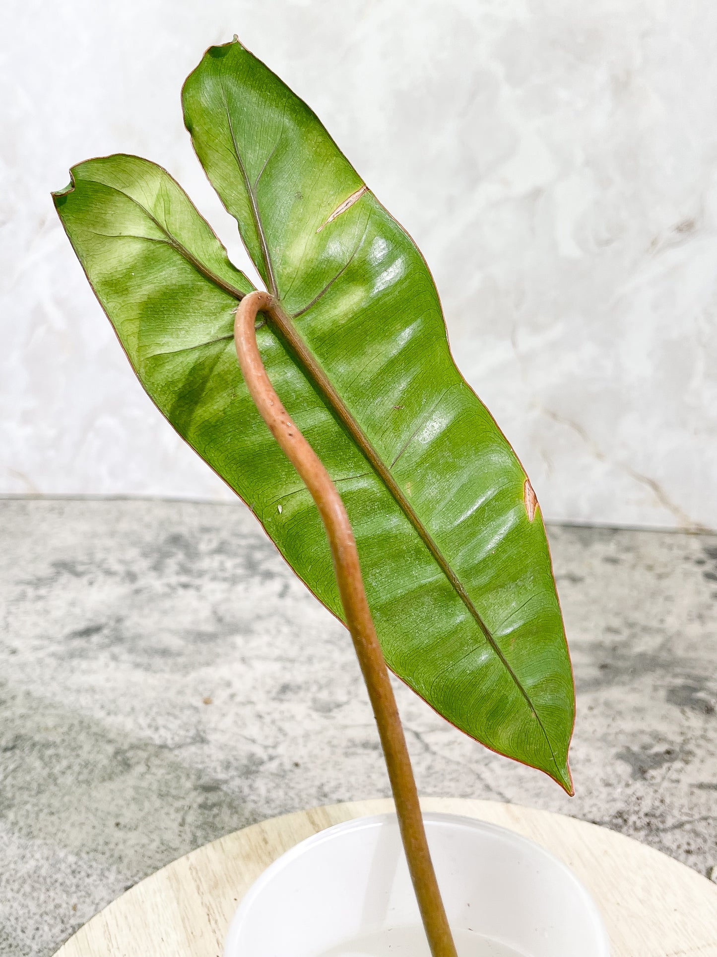 Philodendron Billietiae cutting with 1 leaf rooting