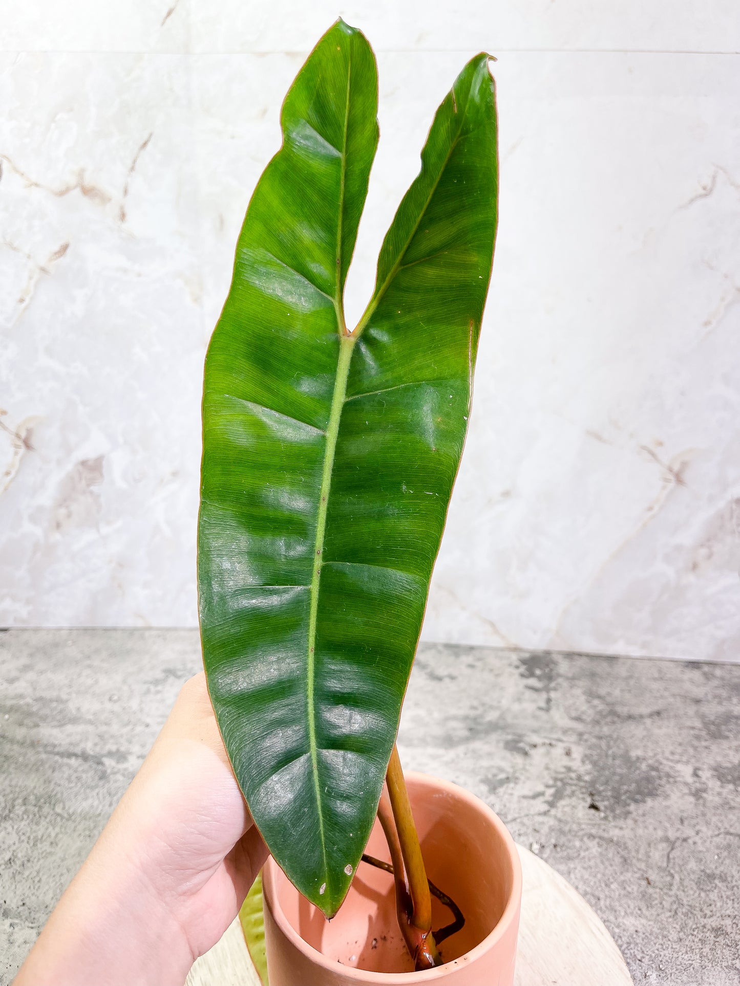 Philodendron Billietiae cutting with 2 leaves and 1 sprout slightly rooted top cutting