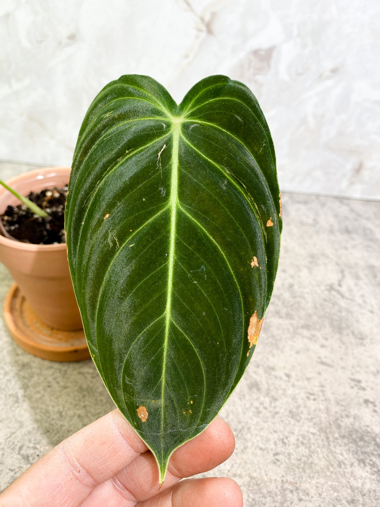 Philodendron Melanochysum 2 leaves slightly rooted