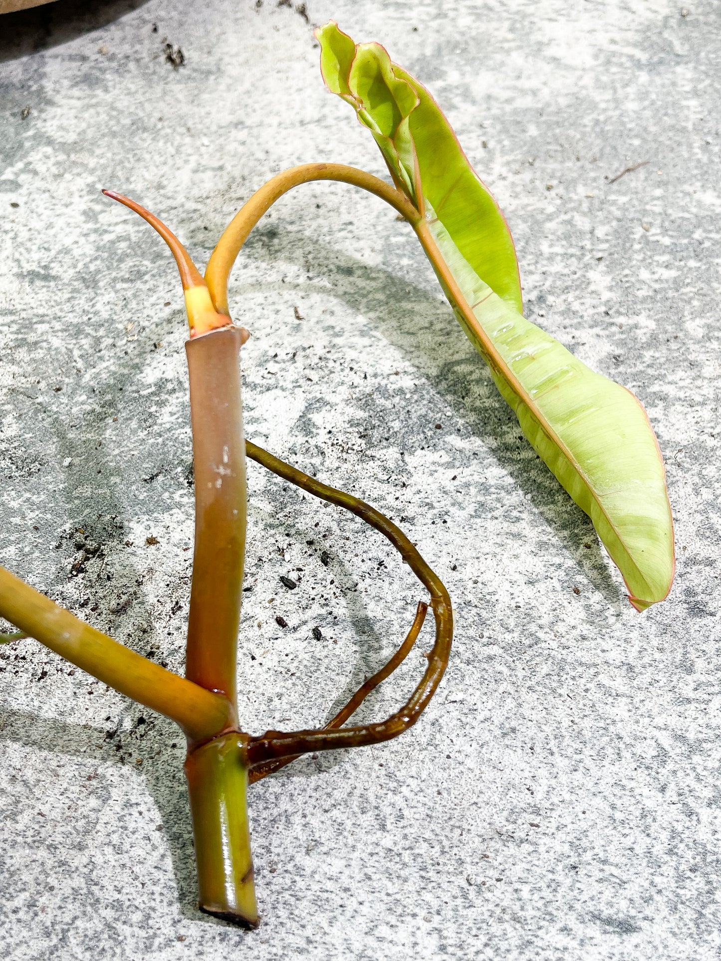 Philodendron Billietiae cutting with 2 leaves and 1 sprout slightly rooted top cutting