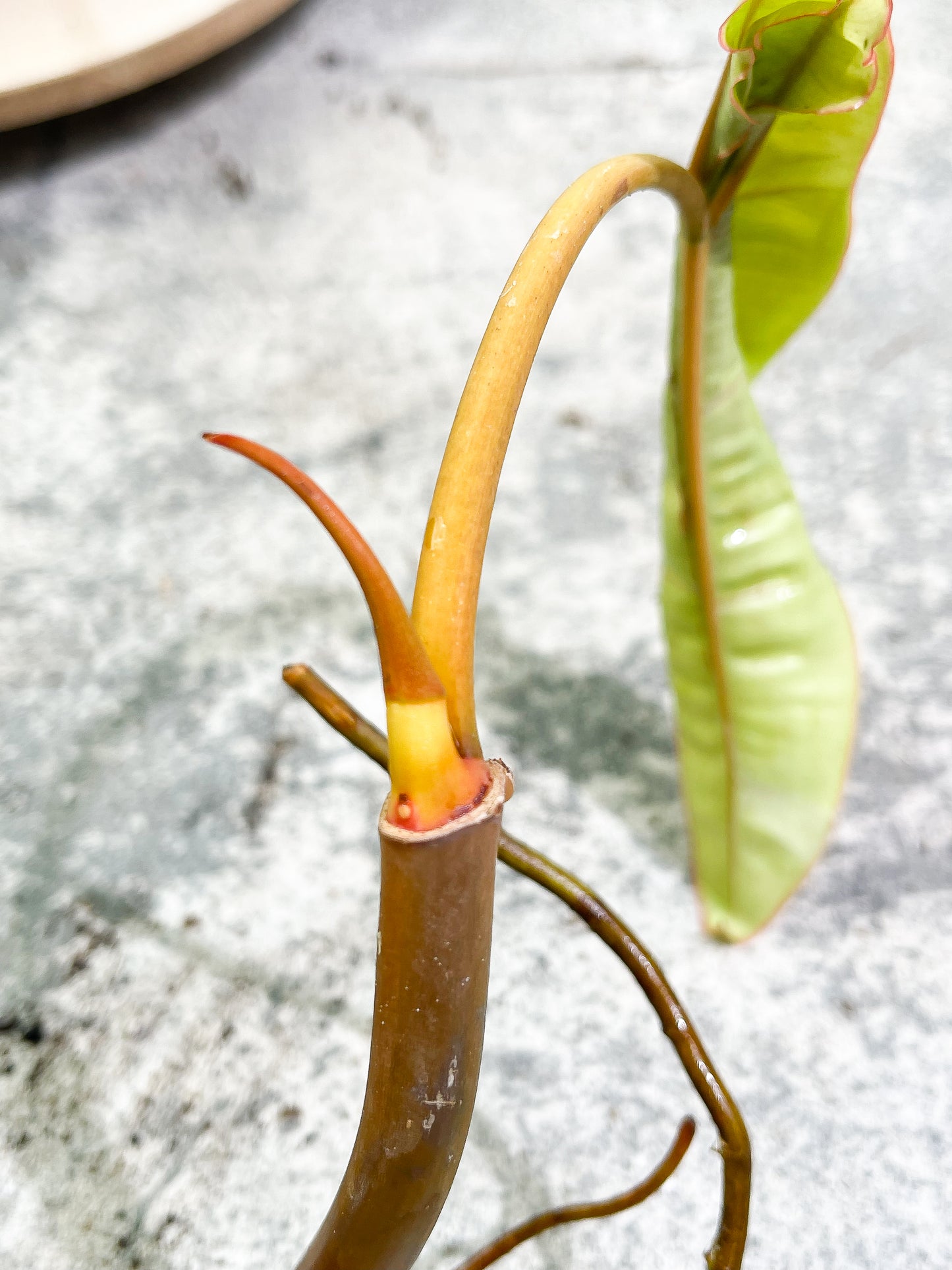 Philodendron Billietiae cutting with 2 leaves and 1 sprout slightly rooted top cutting