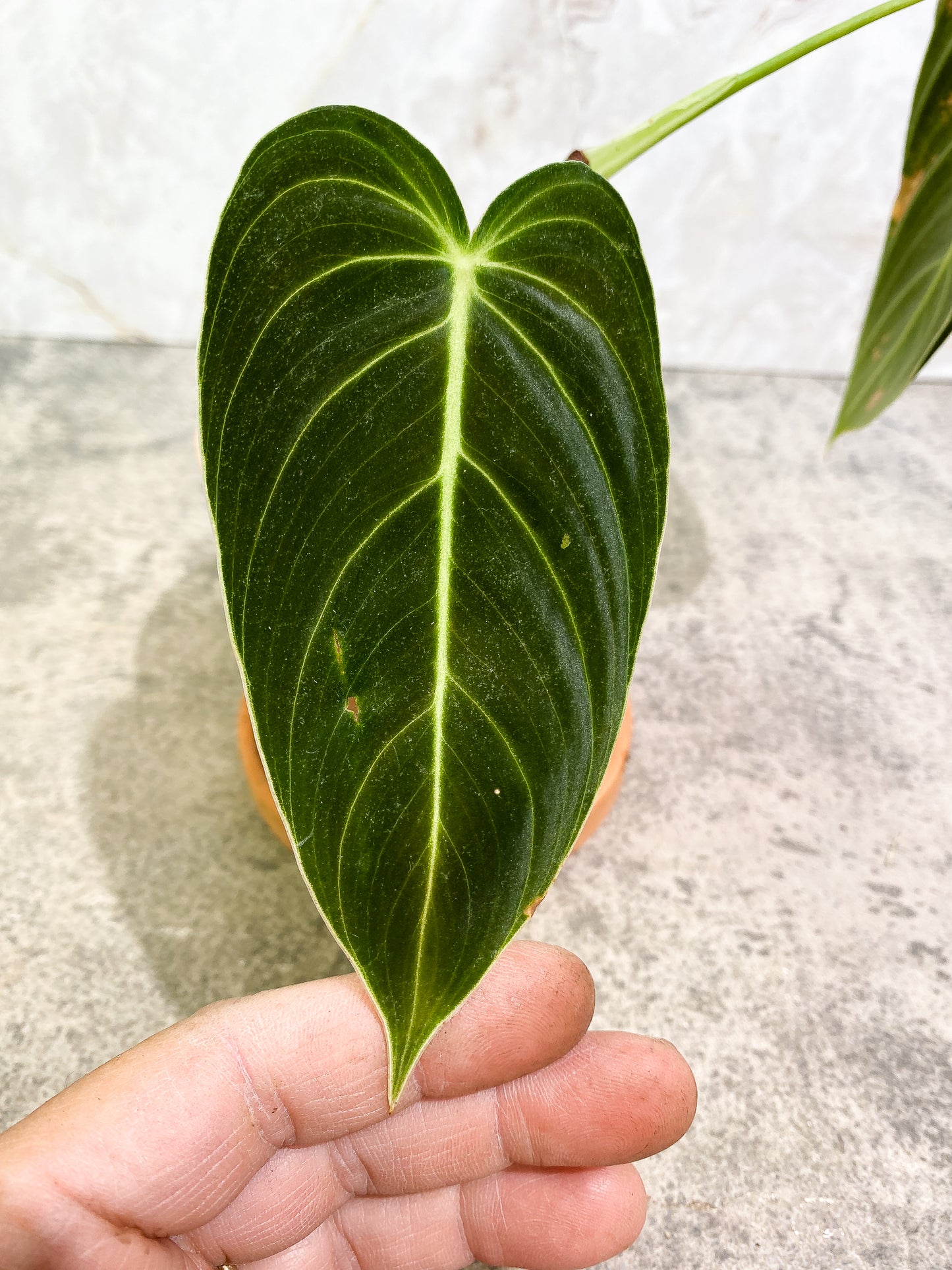 Philodendron Melanochysum 2 leaves slightly rooted