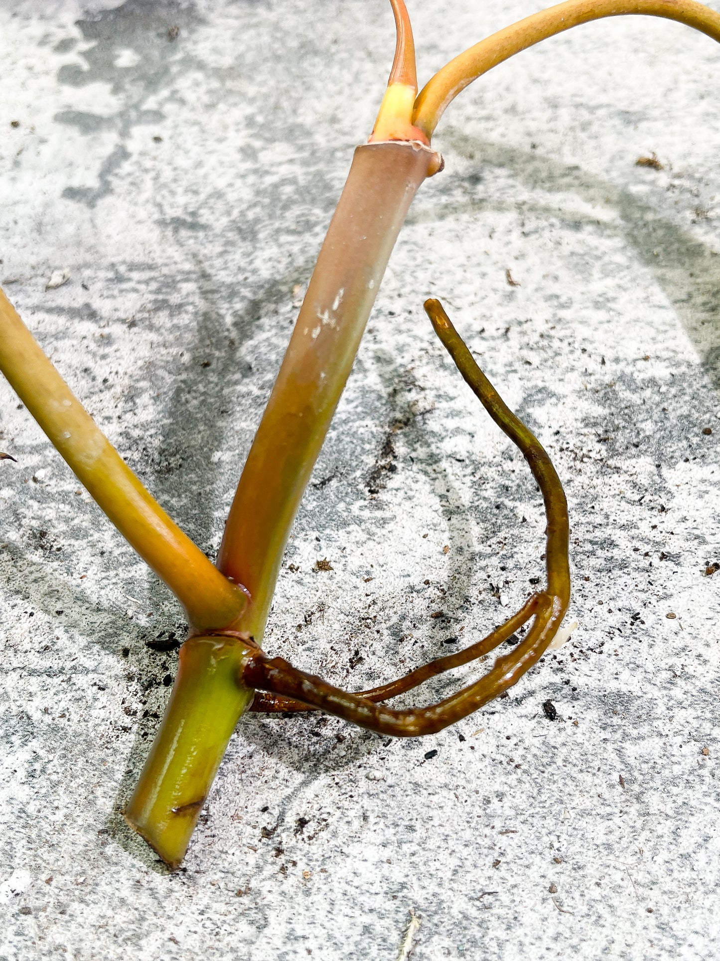Philodendron Billietiae cutting with 2 leaves and 1 sprout slightly rooted top cutting