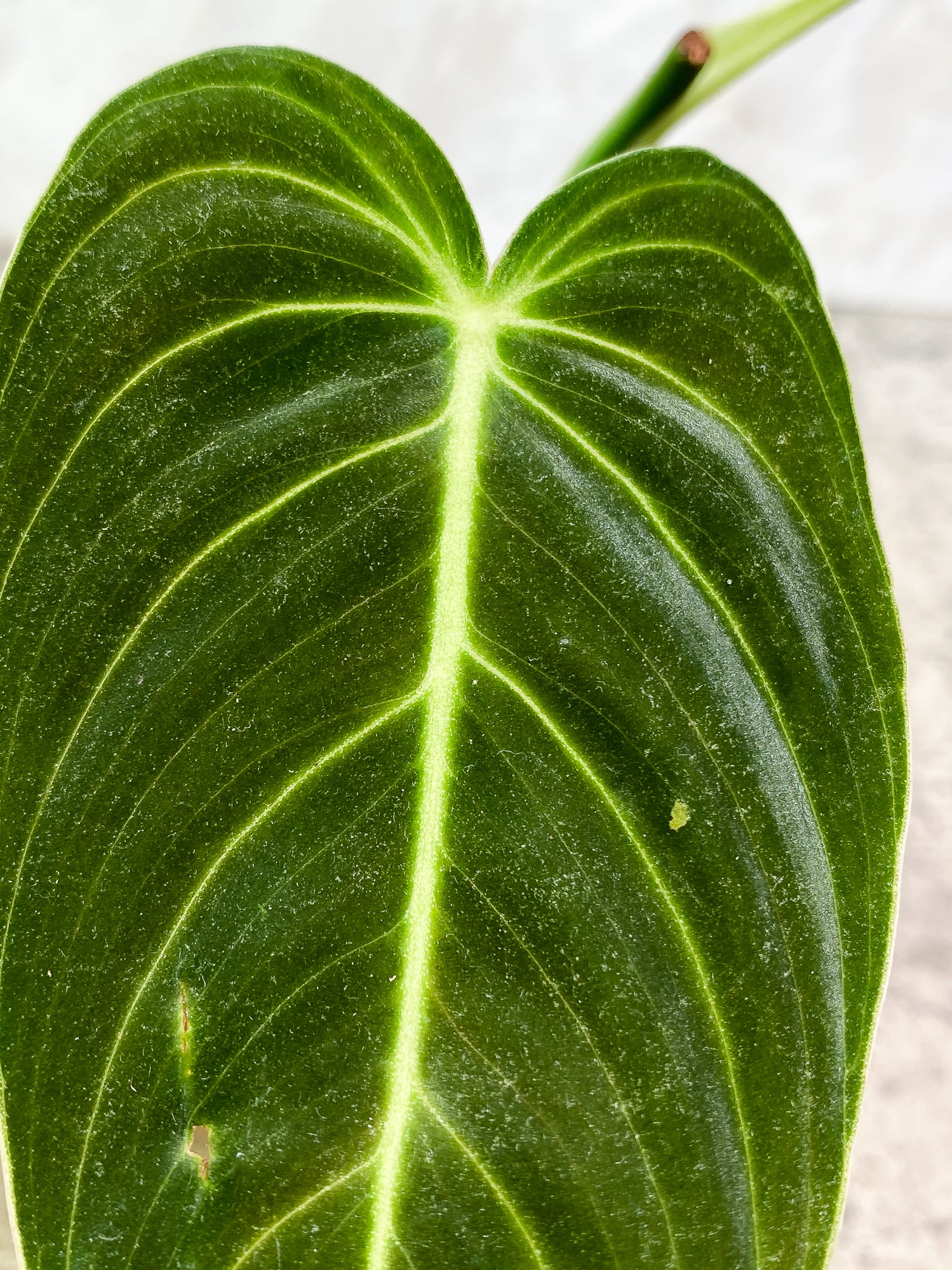 Philodendron Melanochysum 2 leaves slightly rooted