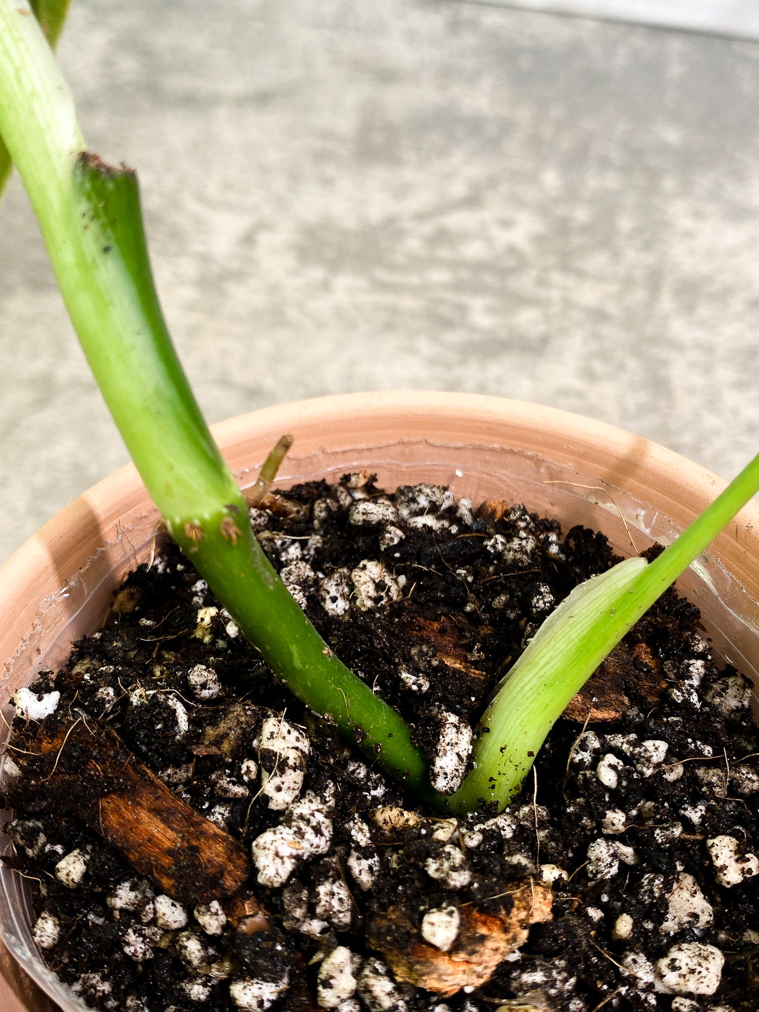 Philodendron Melanochysum 2 leaves slightly rooted