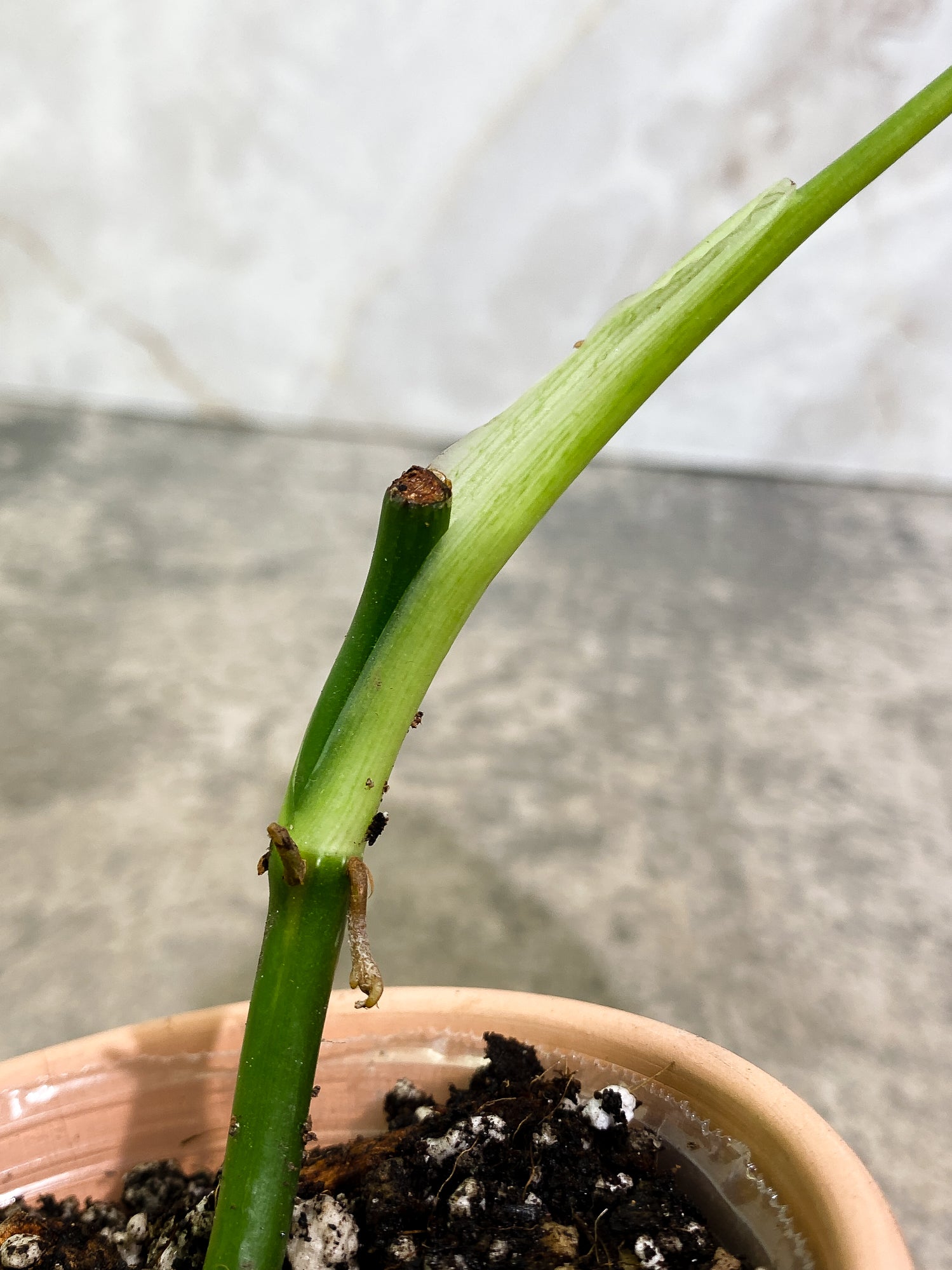 Philodendron Melanochysum 2 leaves slightly rooted