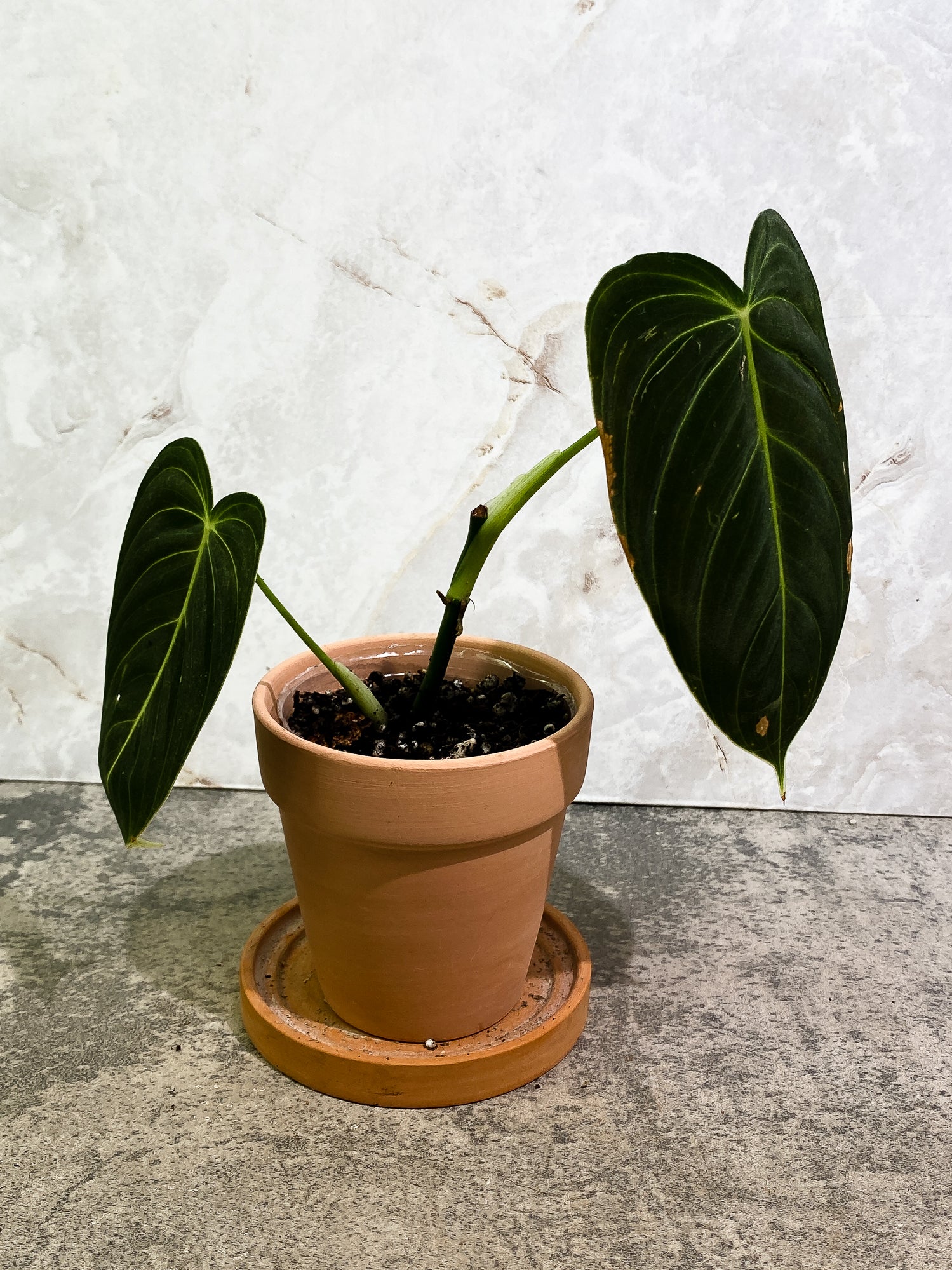 Philodendron Melanochysum 2 leaves slightly rooted