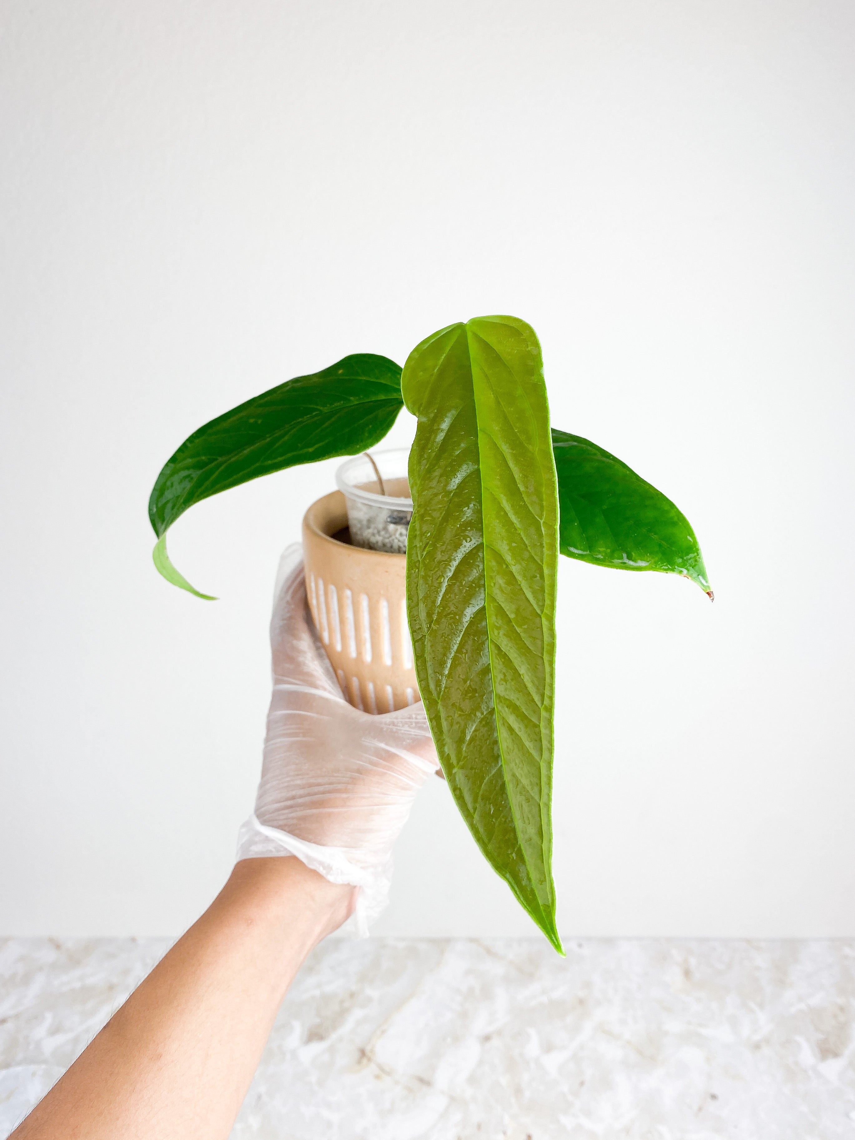 Anthurium Furcatum Rooted 3 leaves and 1 sprout