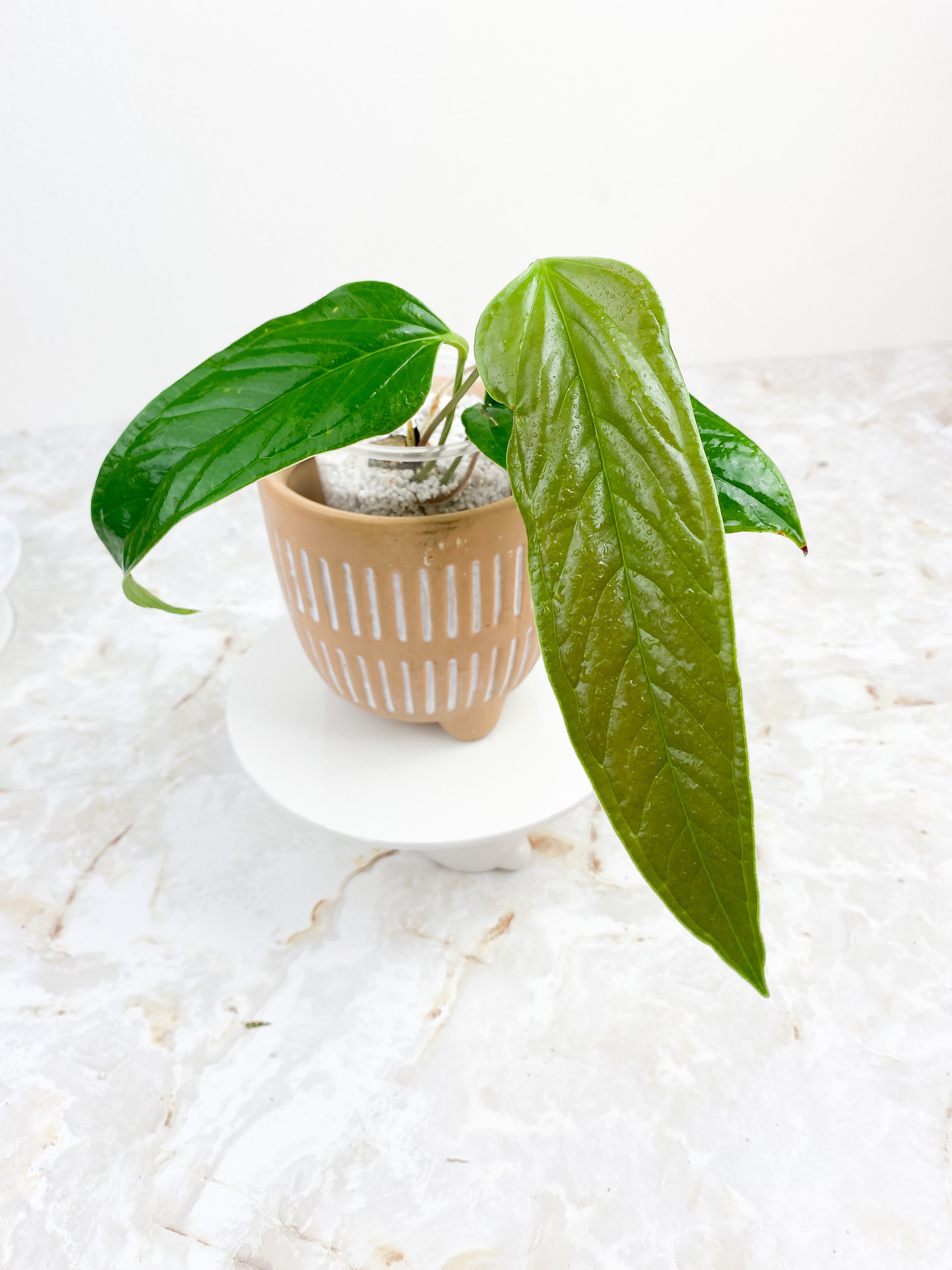 Anthurium Furcatum Rooted 3 leaves and 1 sprout