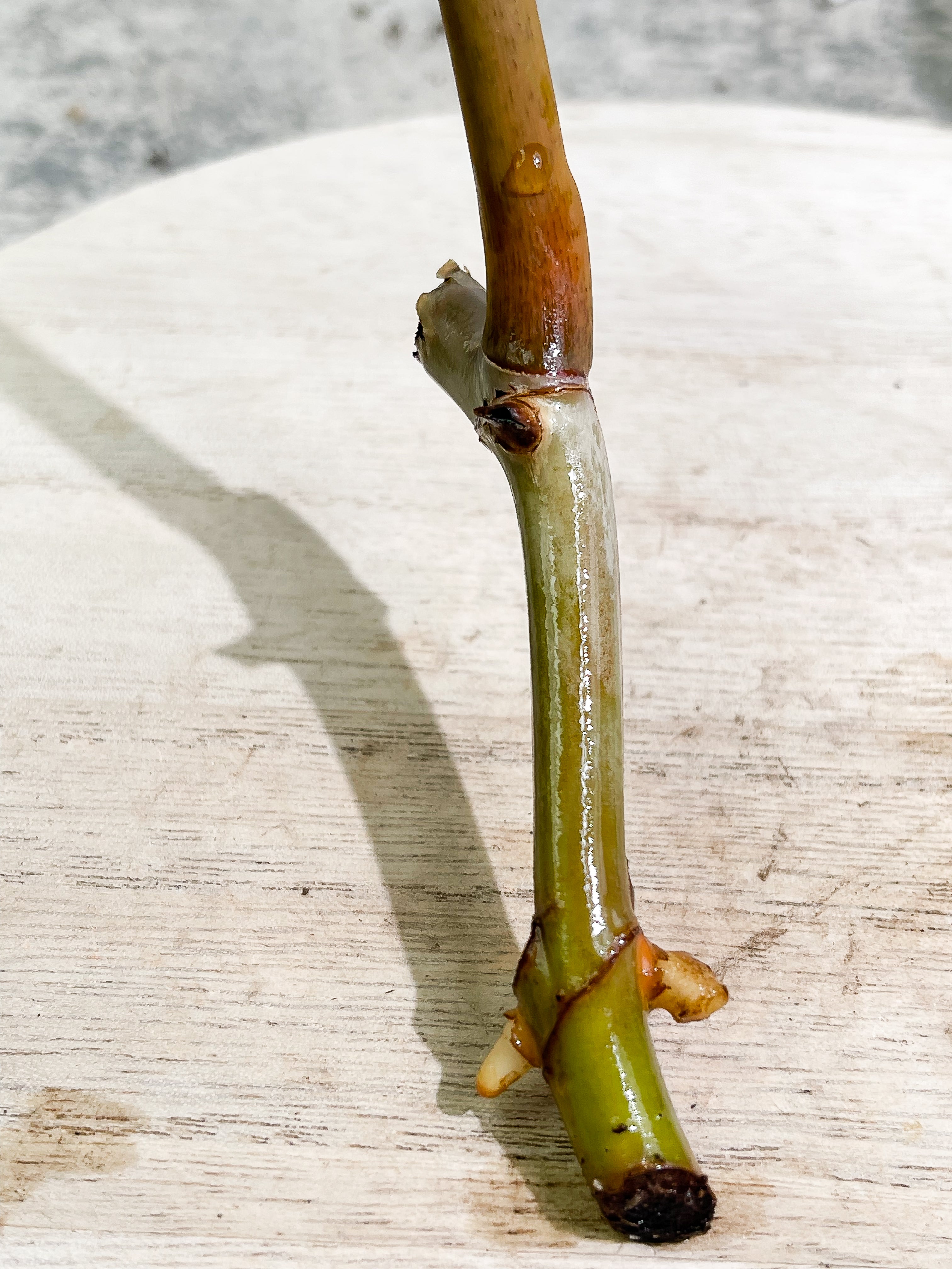 Philodendron Billietiae cutting with 1 leaf double node rooting