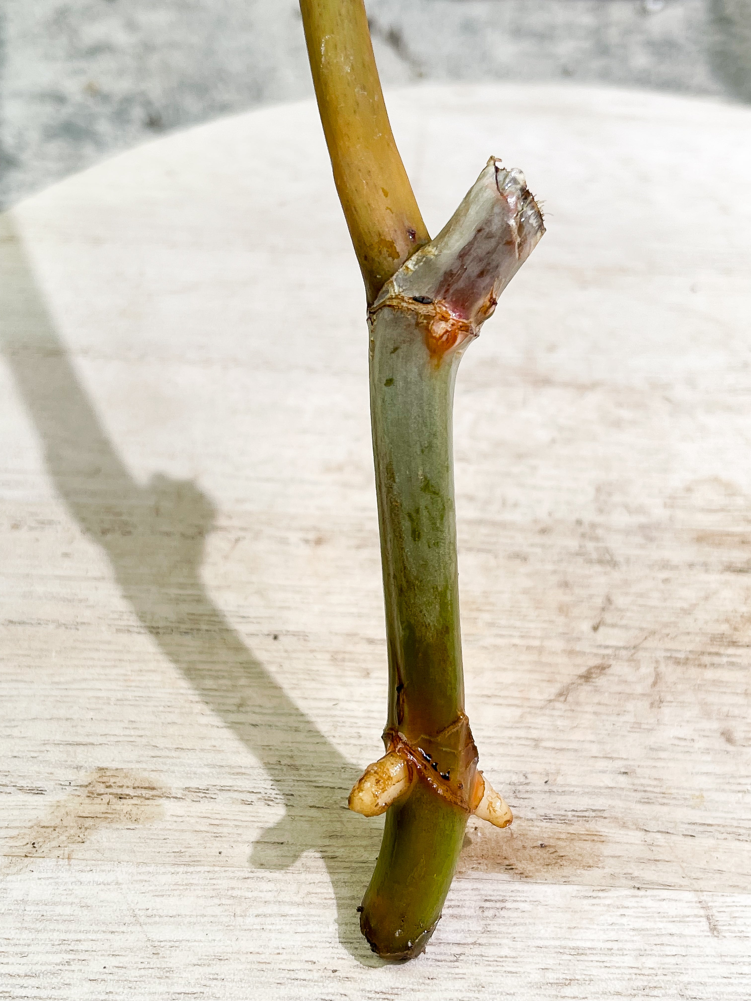 Philodendron Billietiae cutting with 1 leaf double node rooting