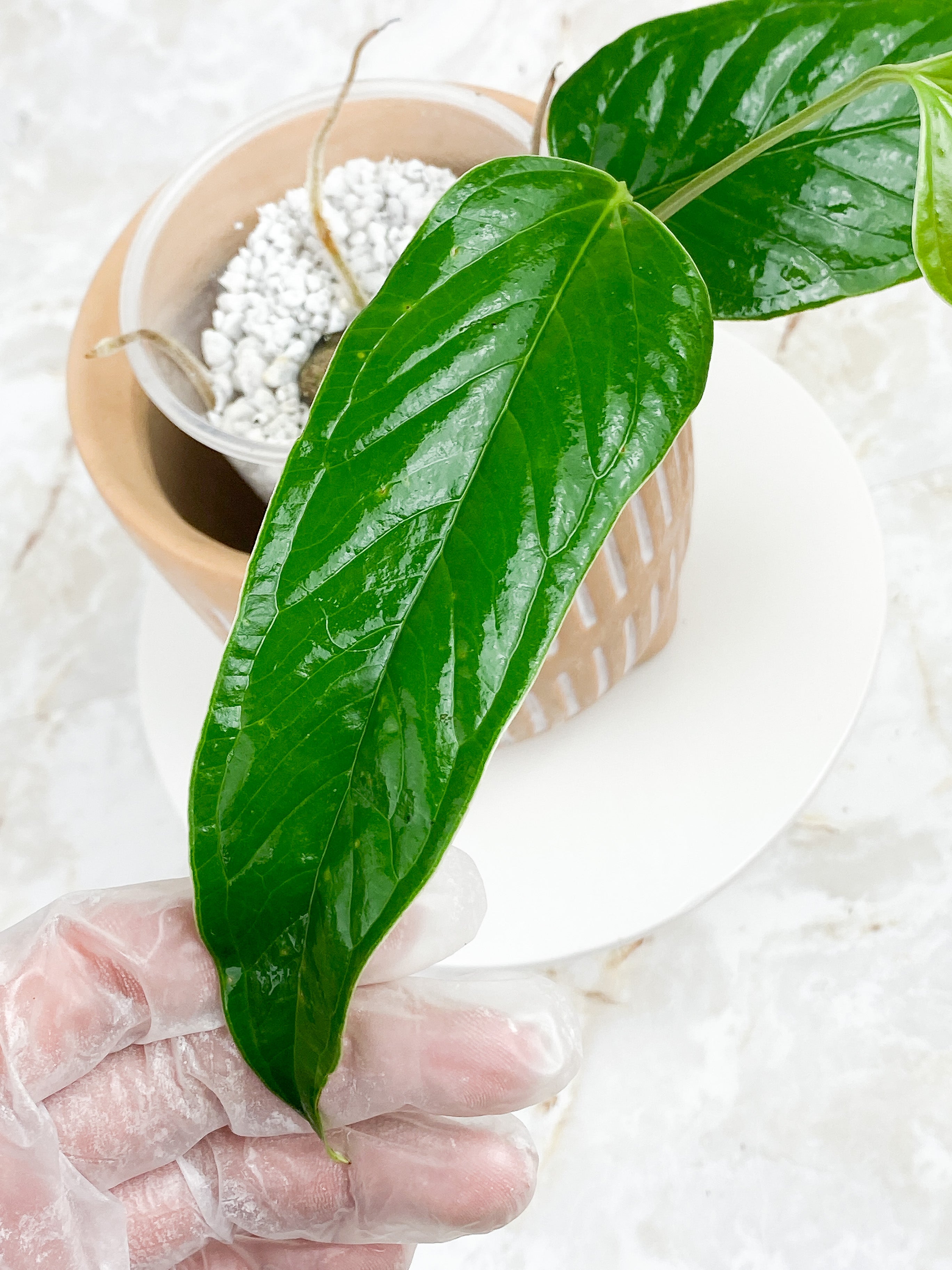 Anthurium Furcatum Rooted 3 leaves and 1 sprout