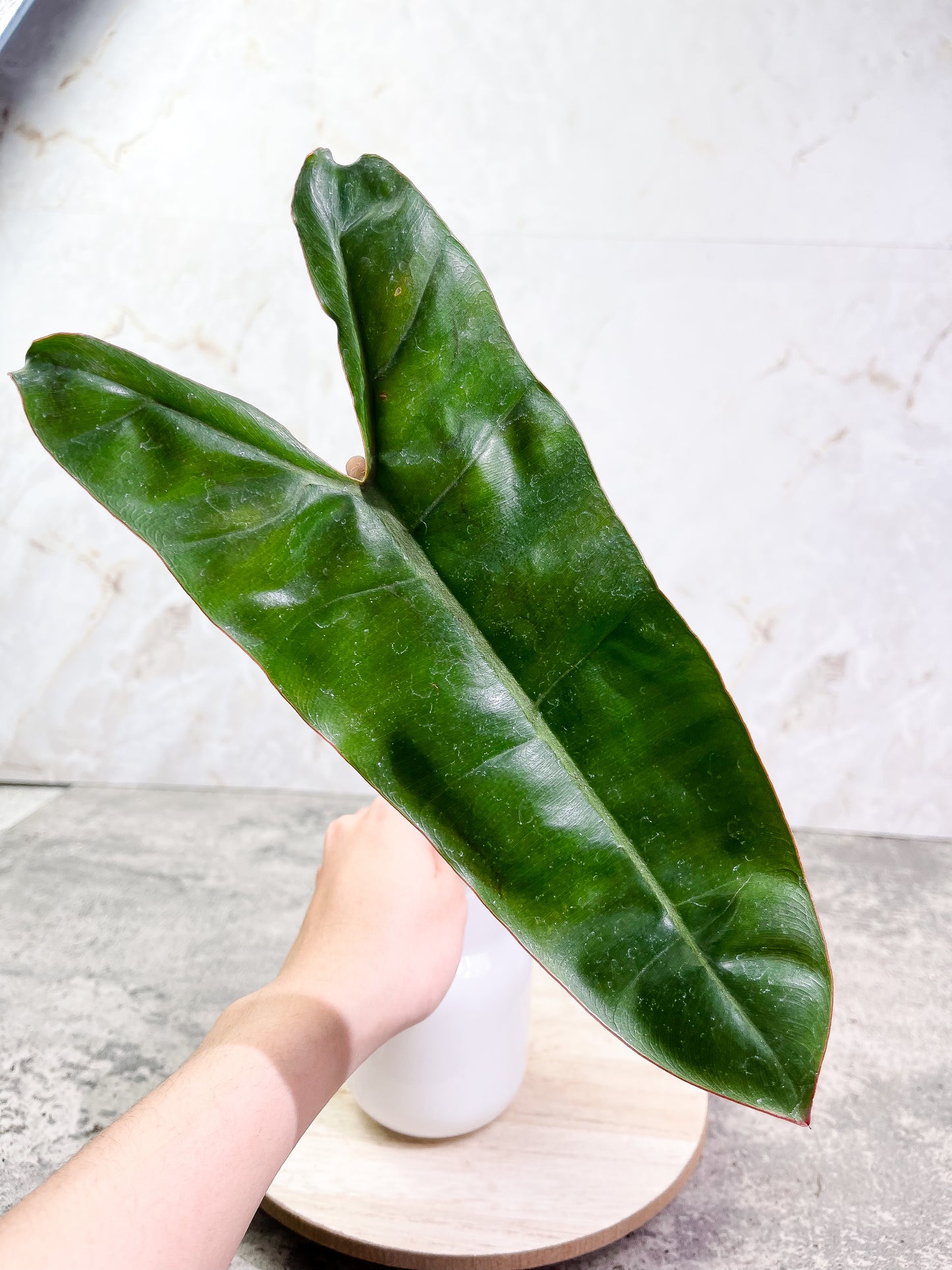 Philodendron Billietiae cutting with 1 leaf double node rooting