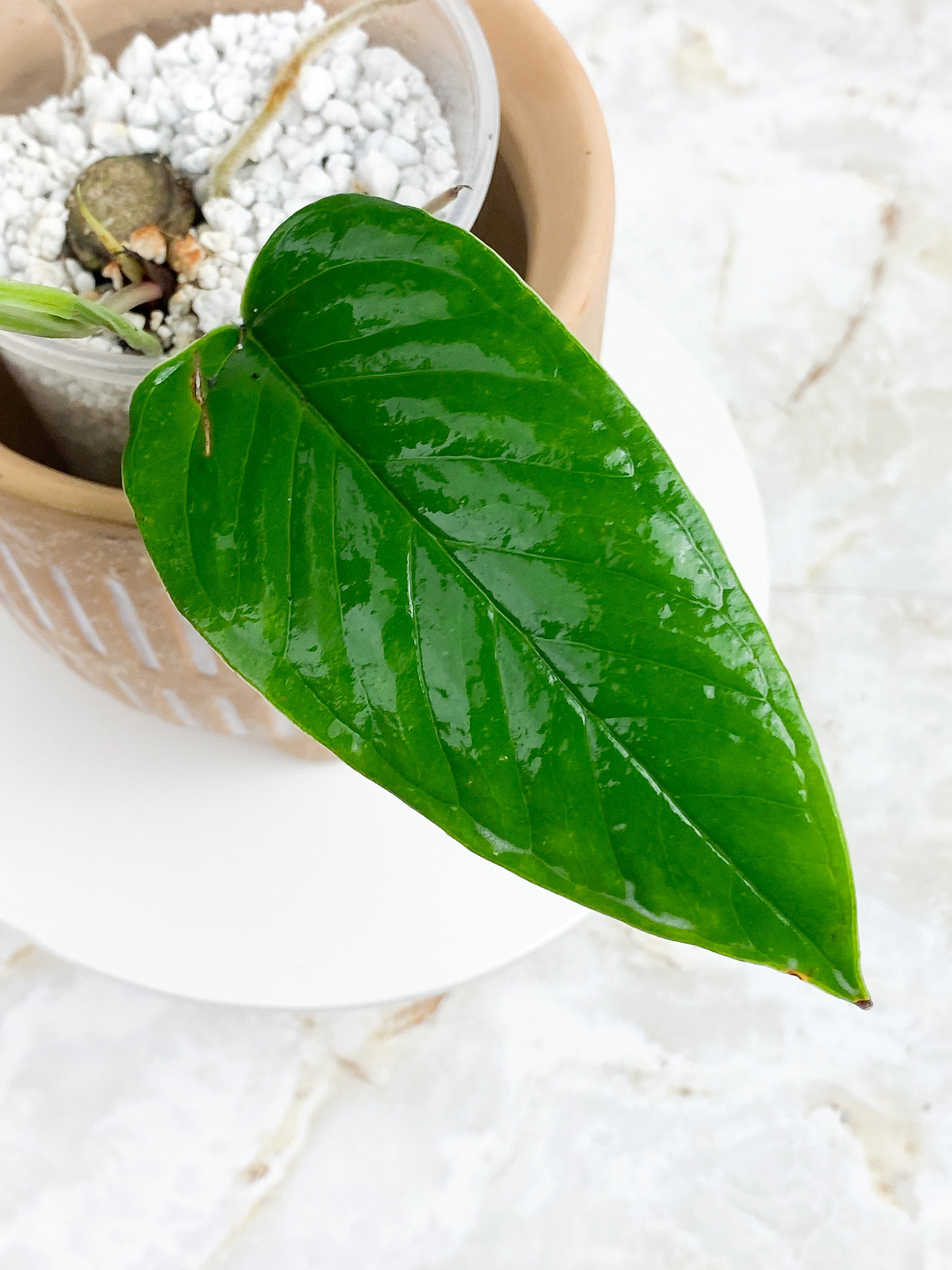 Anthurium Furcatum Rooted 3 leaves and 1 sprout