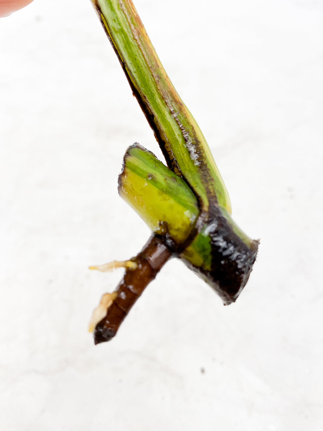 Monstera aurea tricolor Rooting 1 leaf