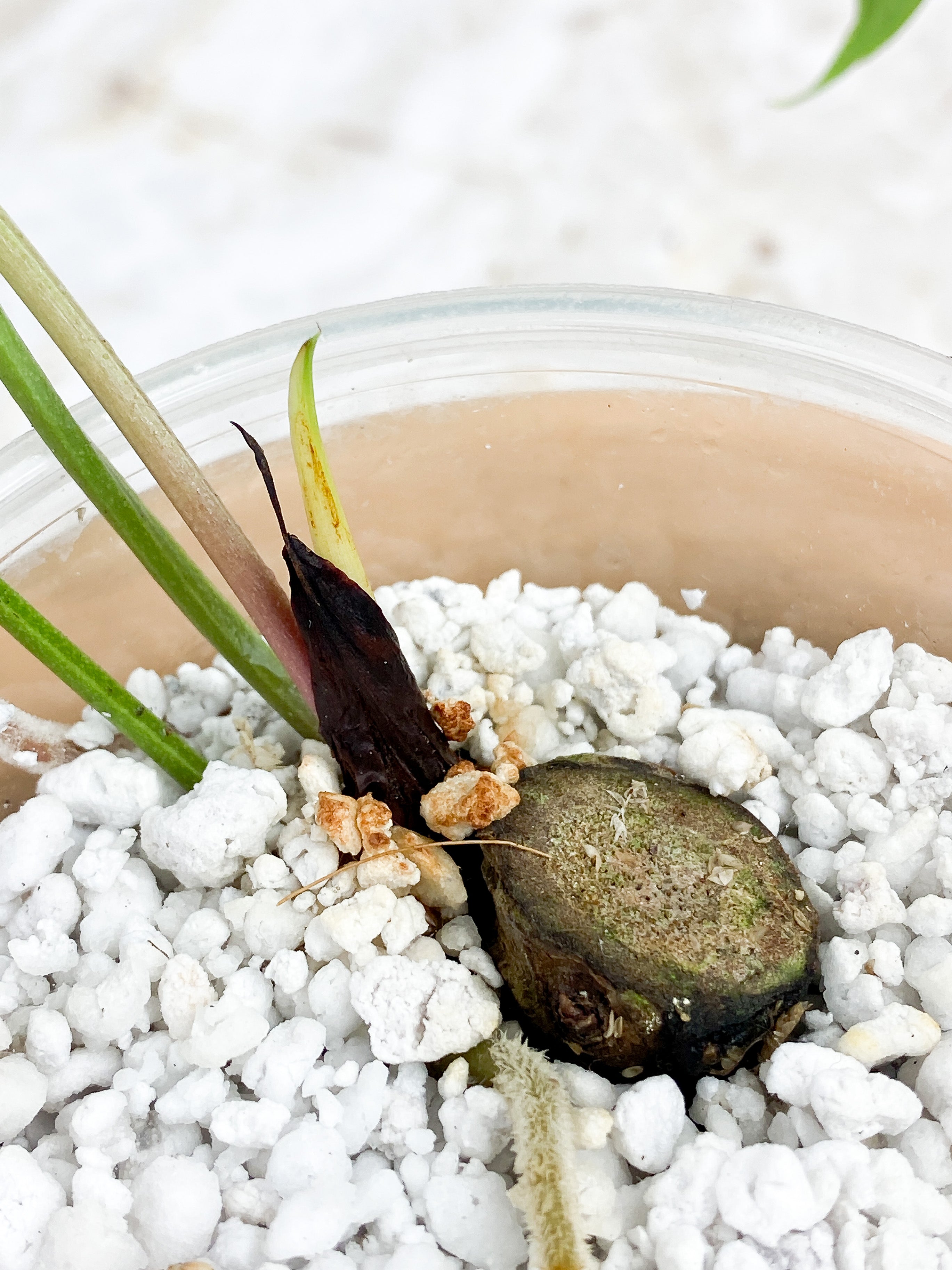 Anthurium Furcatum Rooted 3 leaves and 1 sprout