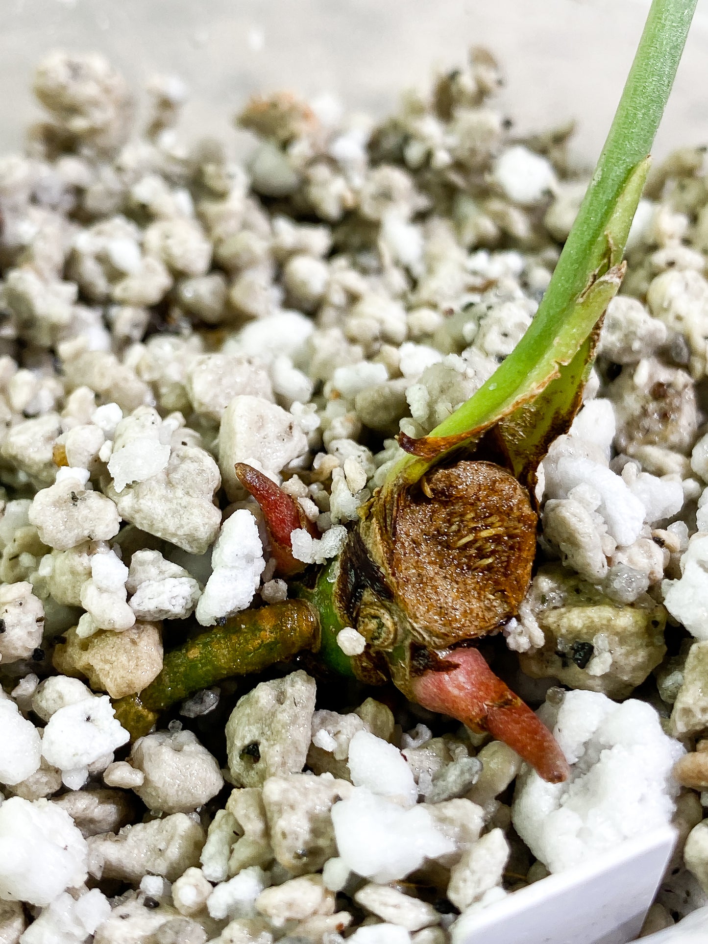 Anthurium King Clarinervicum 1 leaf 2 sprouts Rooted