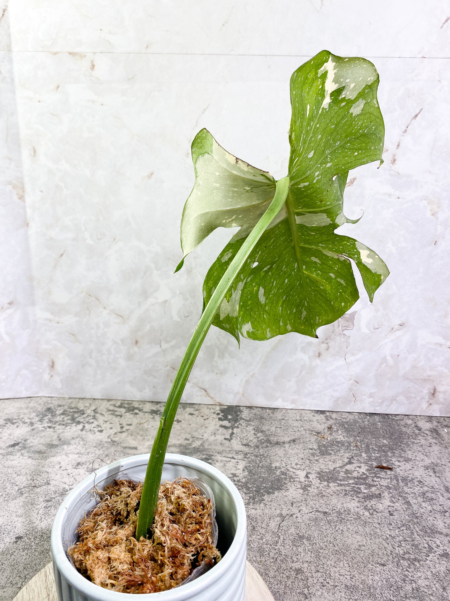 Monstera Thai Constellation 1 leaf Rooting Top Cutting