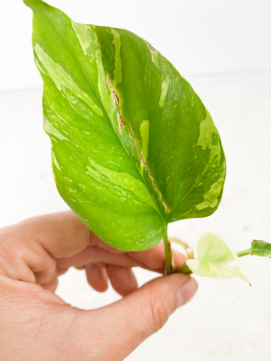 rhaphidophora tetrasperma variegated 3 leaves  (Newest leaf is Highly Variegated  )