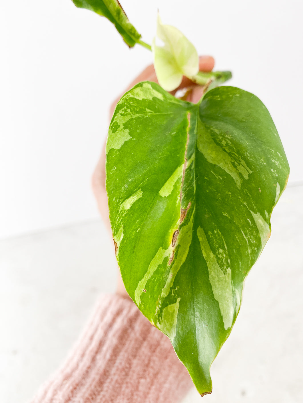 rhaphidophora tetrasperma variegated 3 leaves  (Newest leaf is Highly Variegated  )