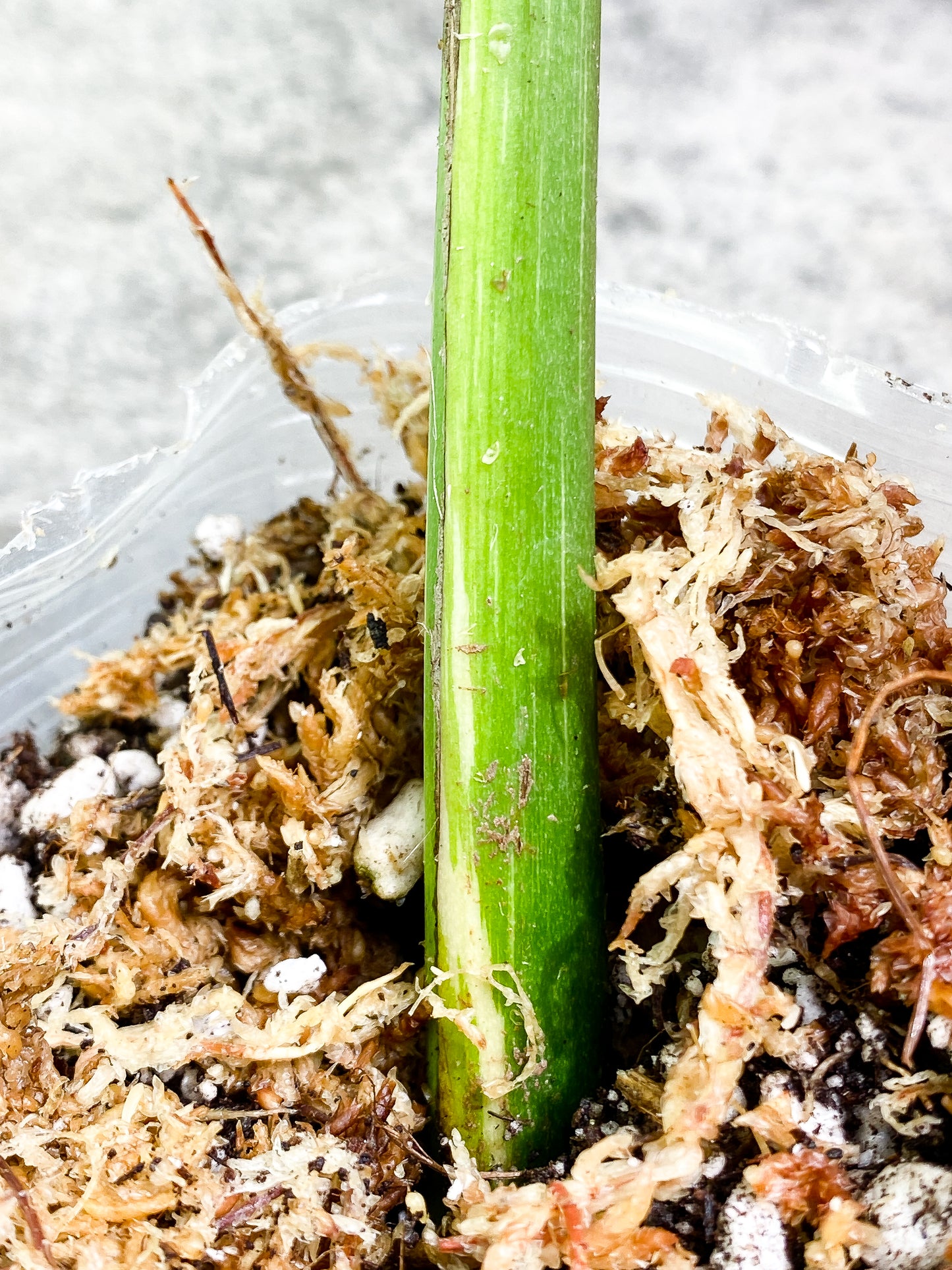 Monstera Thai Constellation 1 leaf Rooting Top Cutting