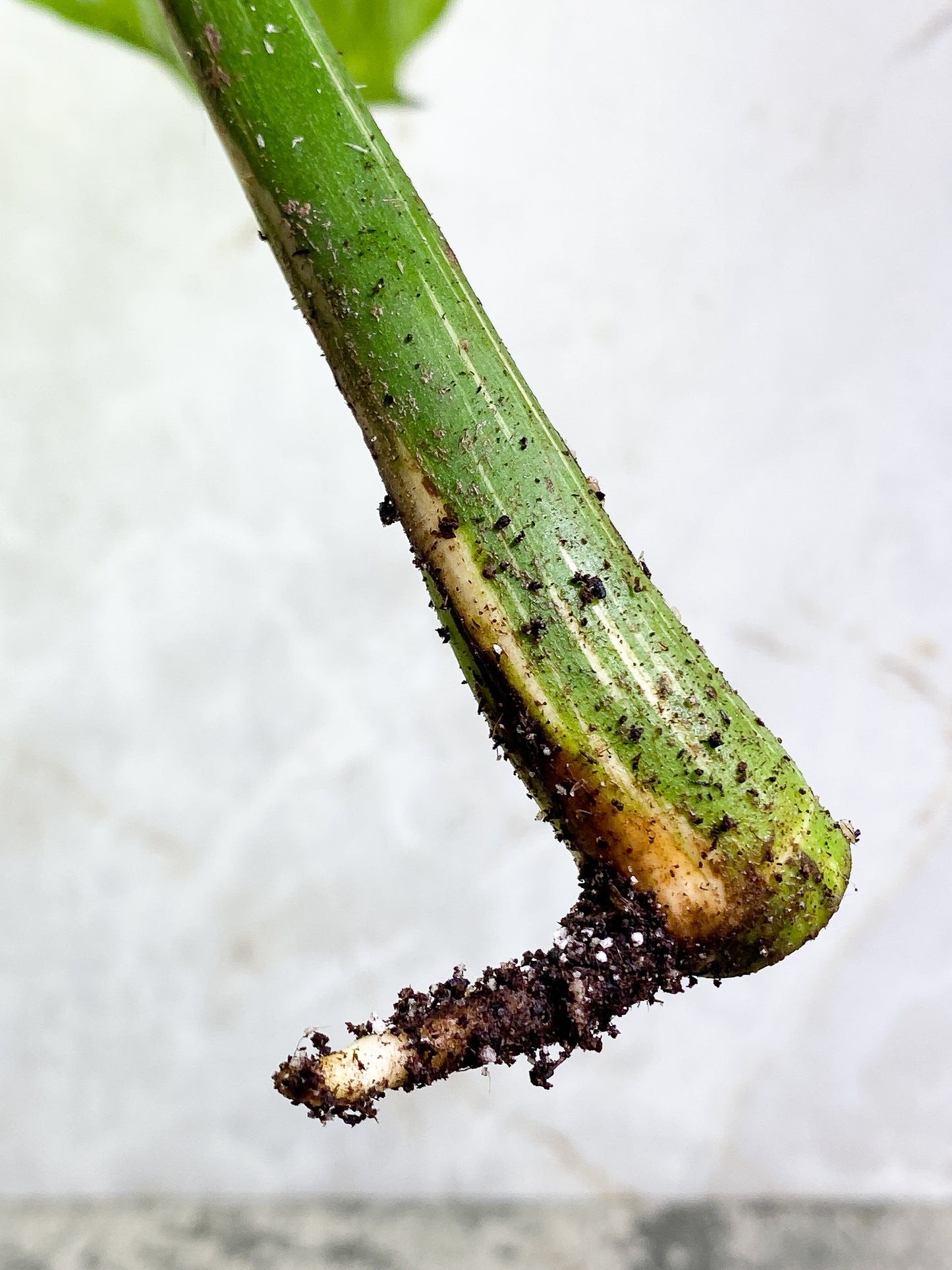 Monstera Thai Constellation 1 leaf Rooting Top Cutting