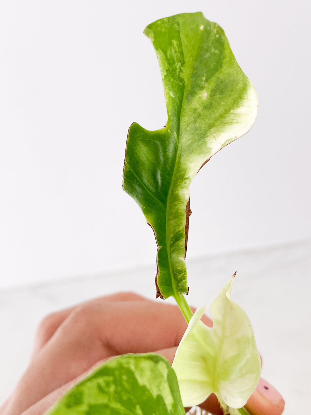 rhaphidophora tetrasperma variegated 3 leaves  (Newest leaf is Highly Variegated  )