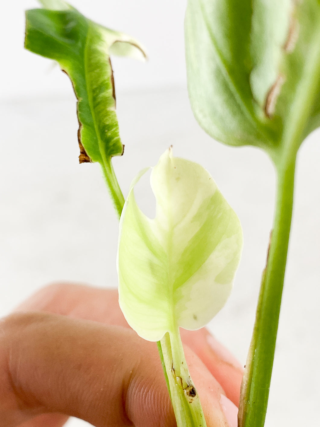 rhaphidophora tetrasperma variegated 3 leaves  (Newest leaf is Highly Variegated  )