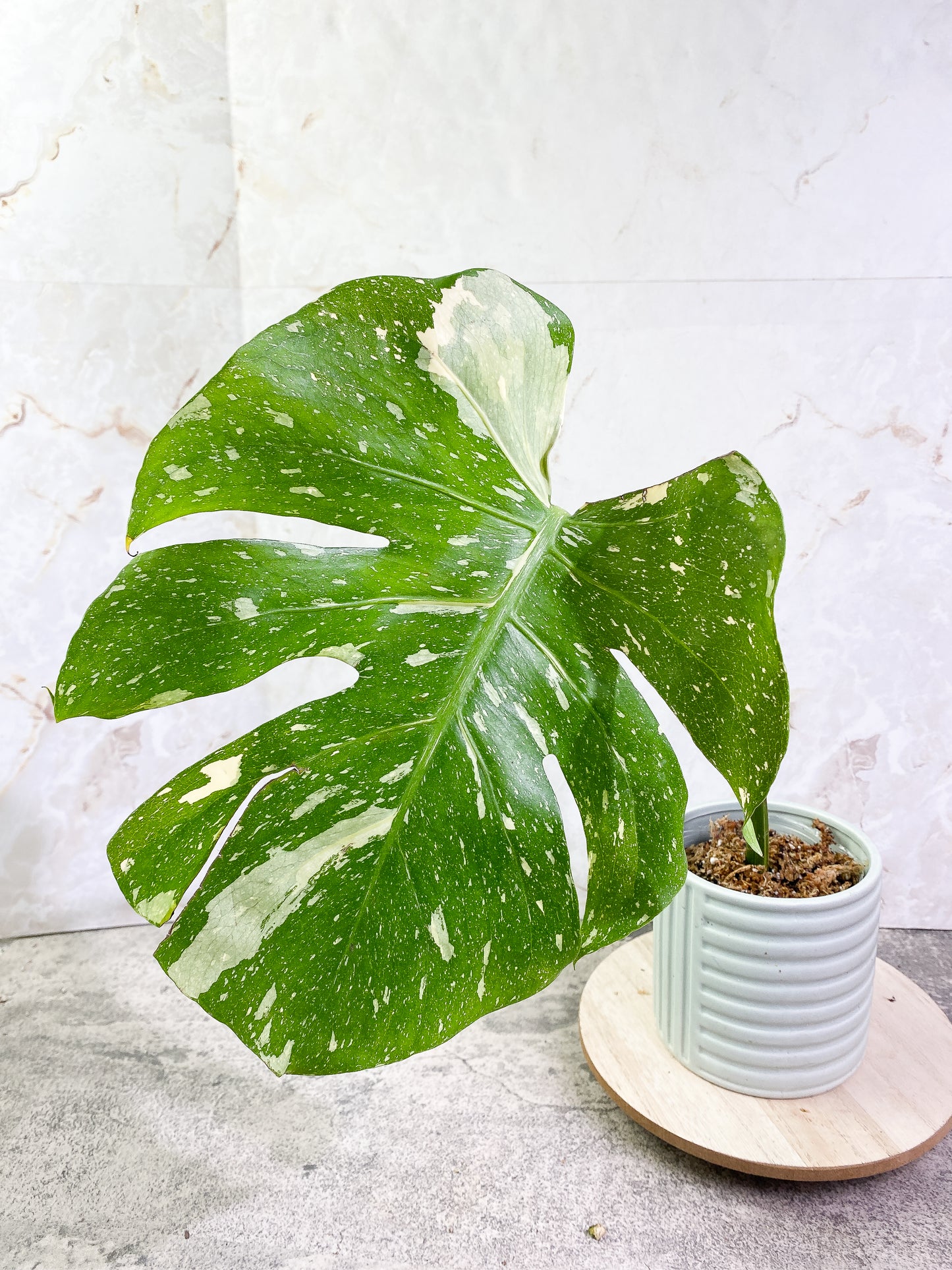 Monstera Thai Constellation 1 leaf Rooting Top Cutting